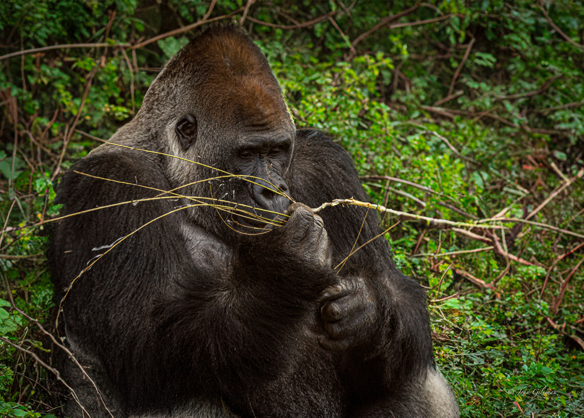11503 Western Lowland Gorilla