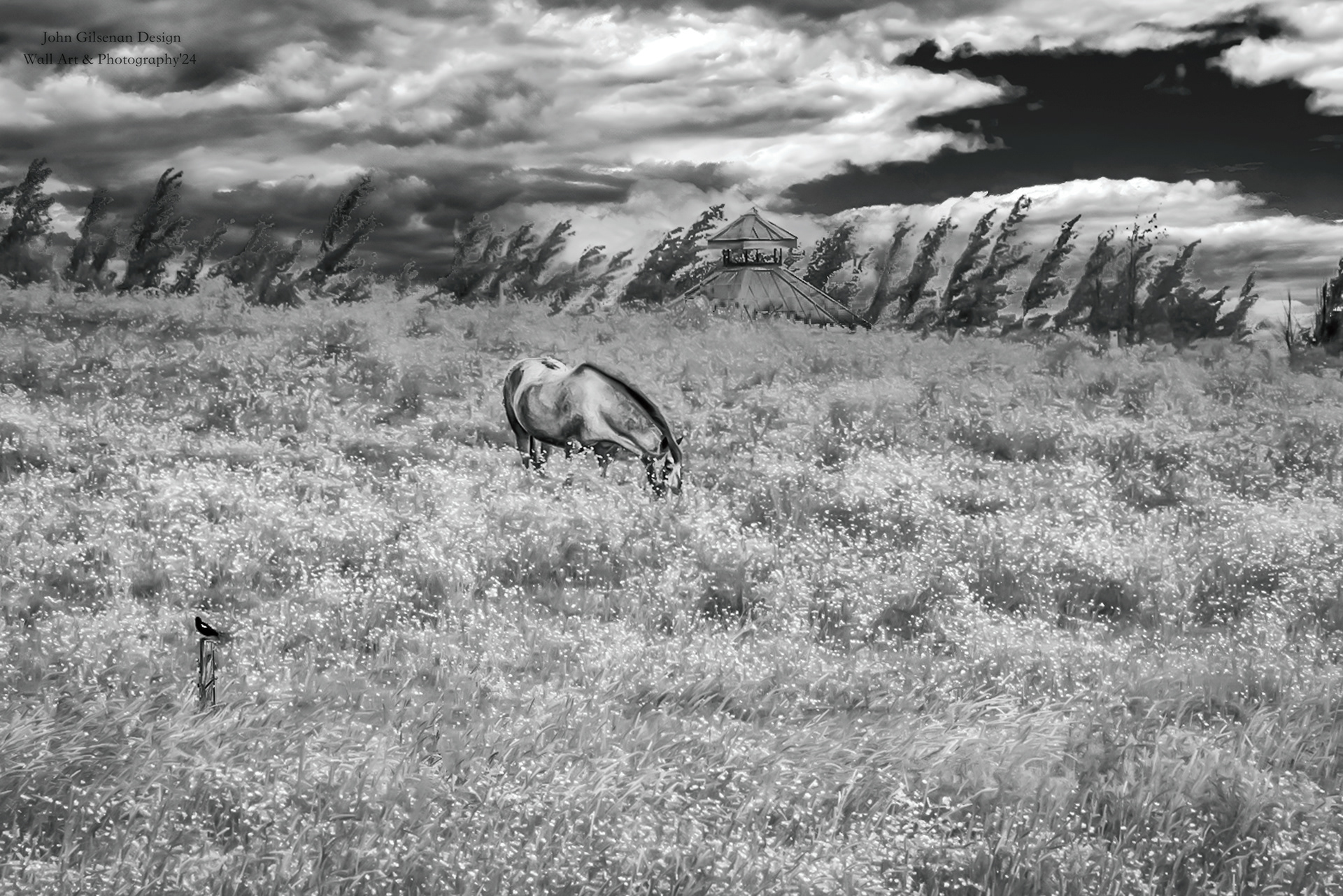 11552 Grazing in the Fields