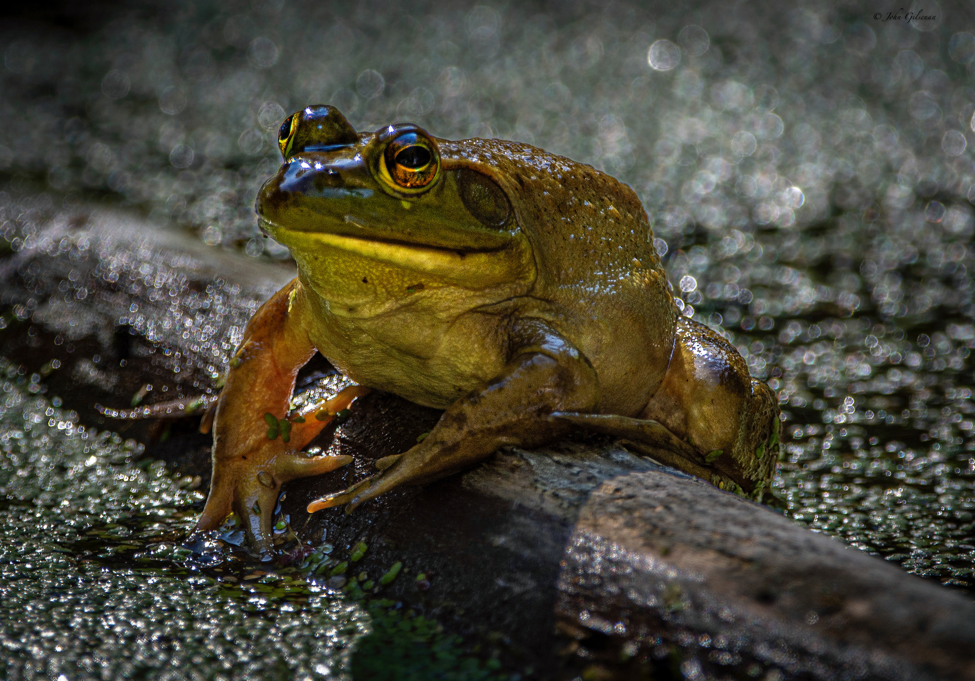 11450 Grenouille Tareau