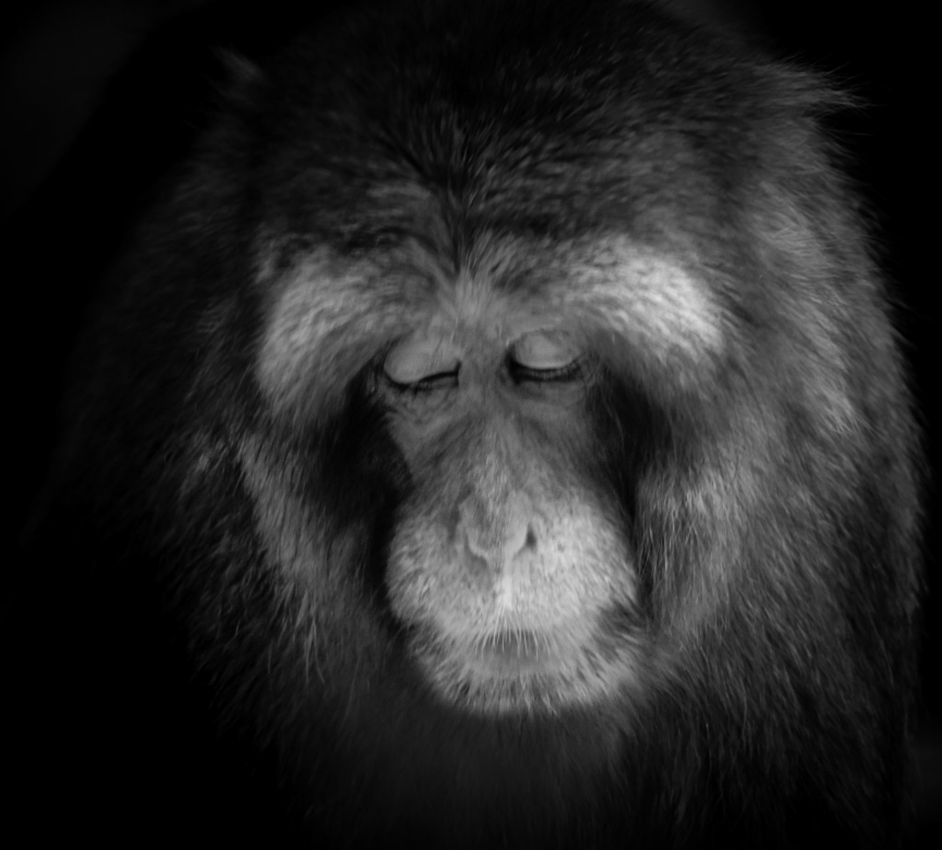 10455 Japanese Macaque (Asia) (Cercopithecidae)