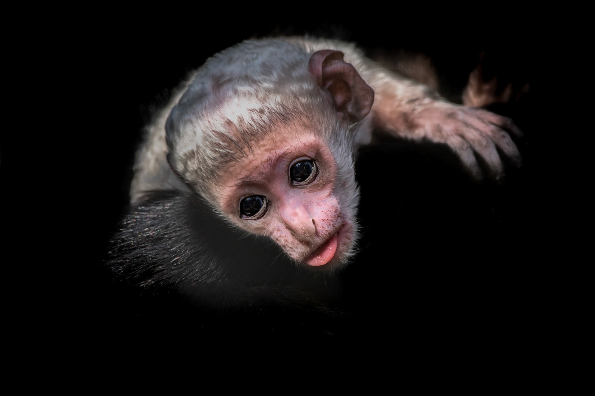 11451Guereza Monkey (New born)(Colobus guereza)