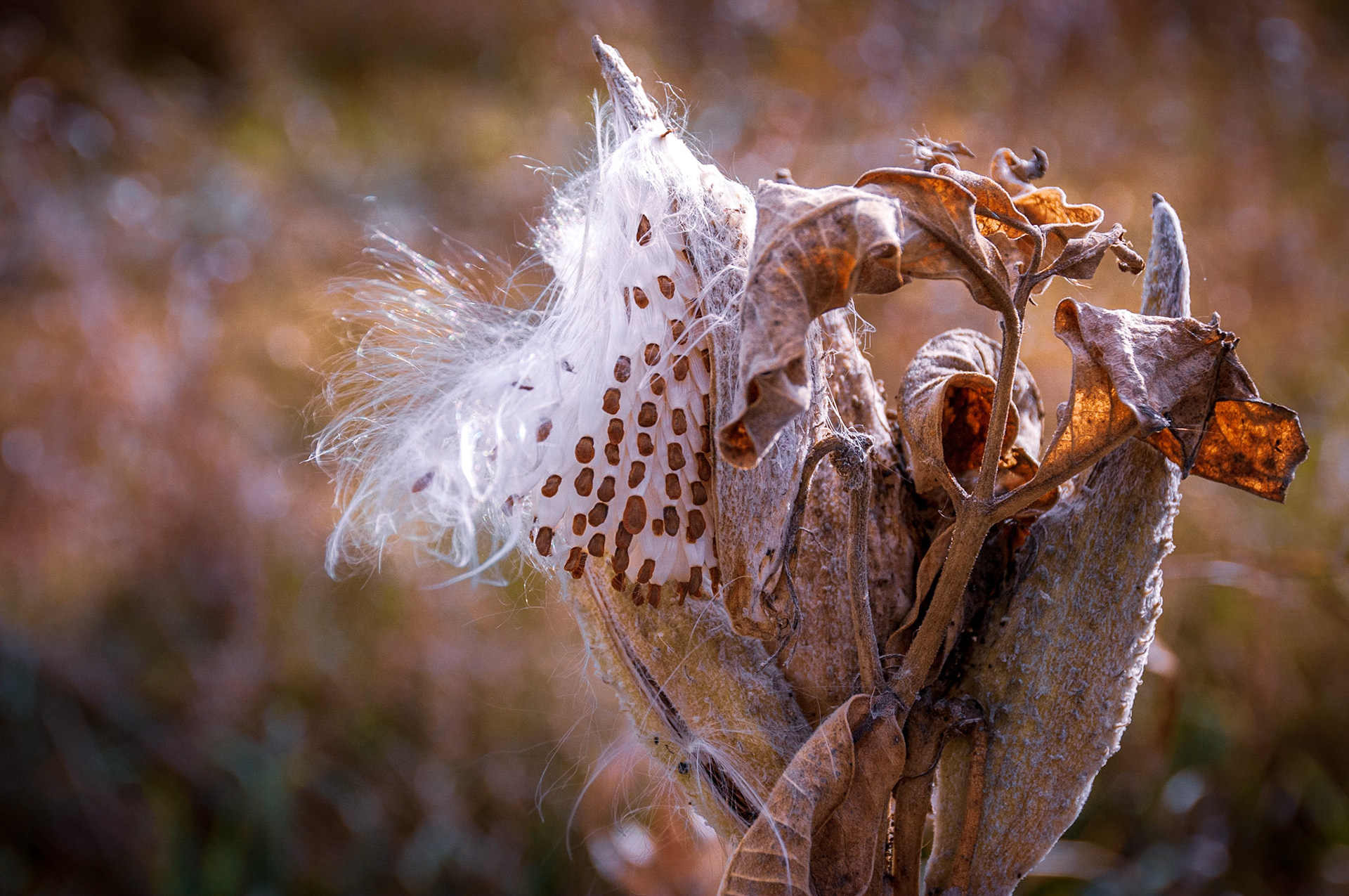 10864 Milkweed 2