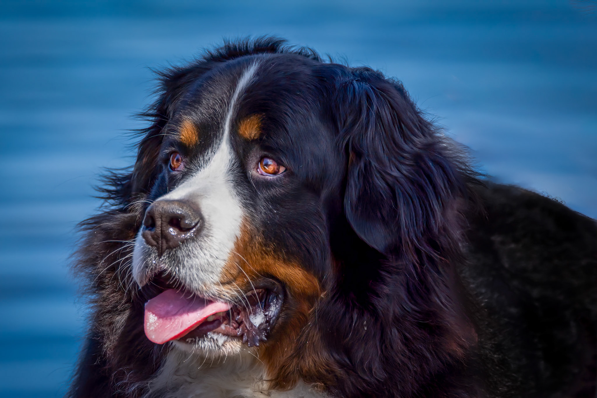 10272 Bernese mountain Dog / Chien de Montange Bernois