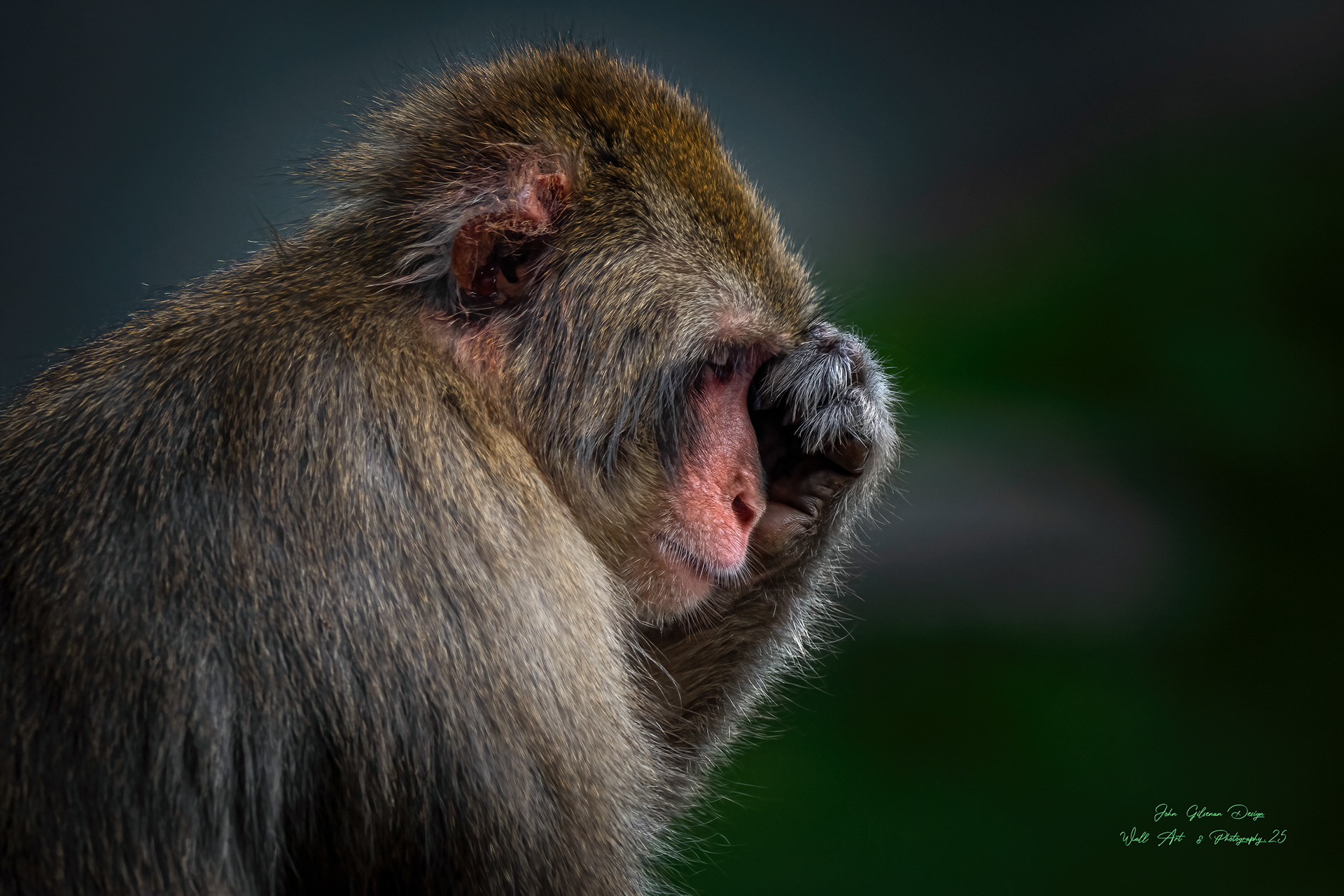 Japanese Macaque Dossier # 11484