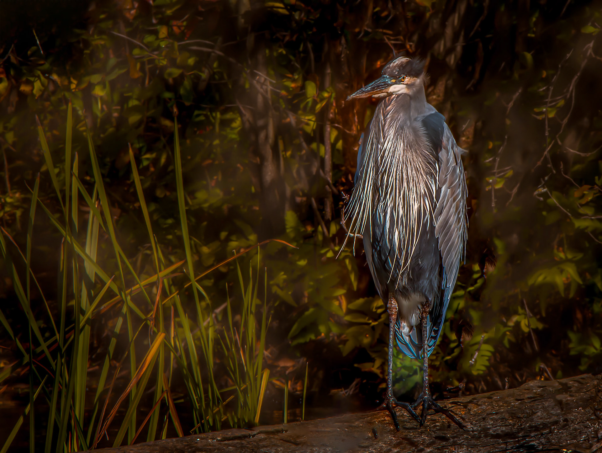 11087 Great Blue PDR