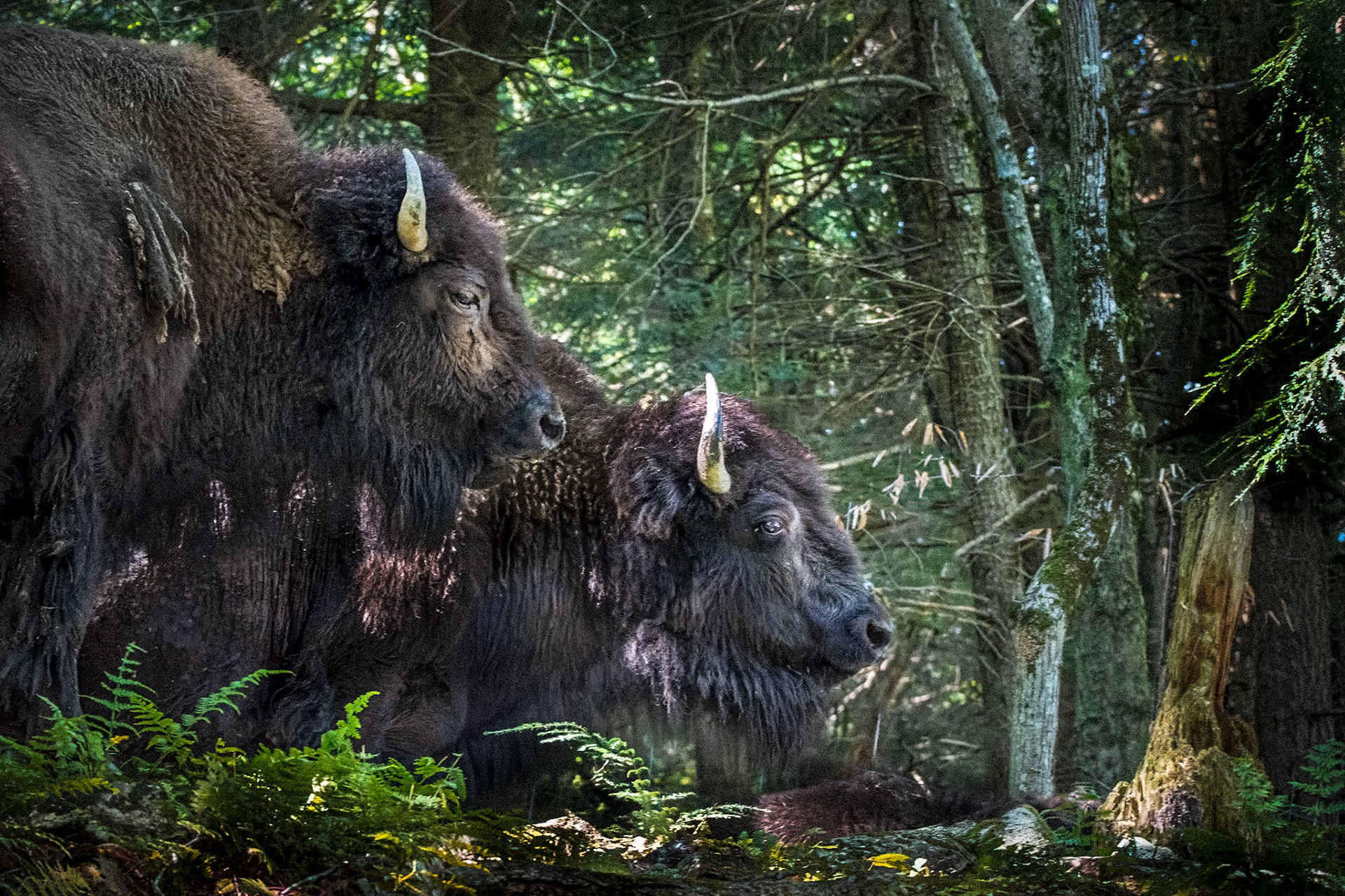 11471 A pair of Bison / Une paire de Bison