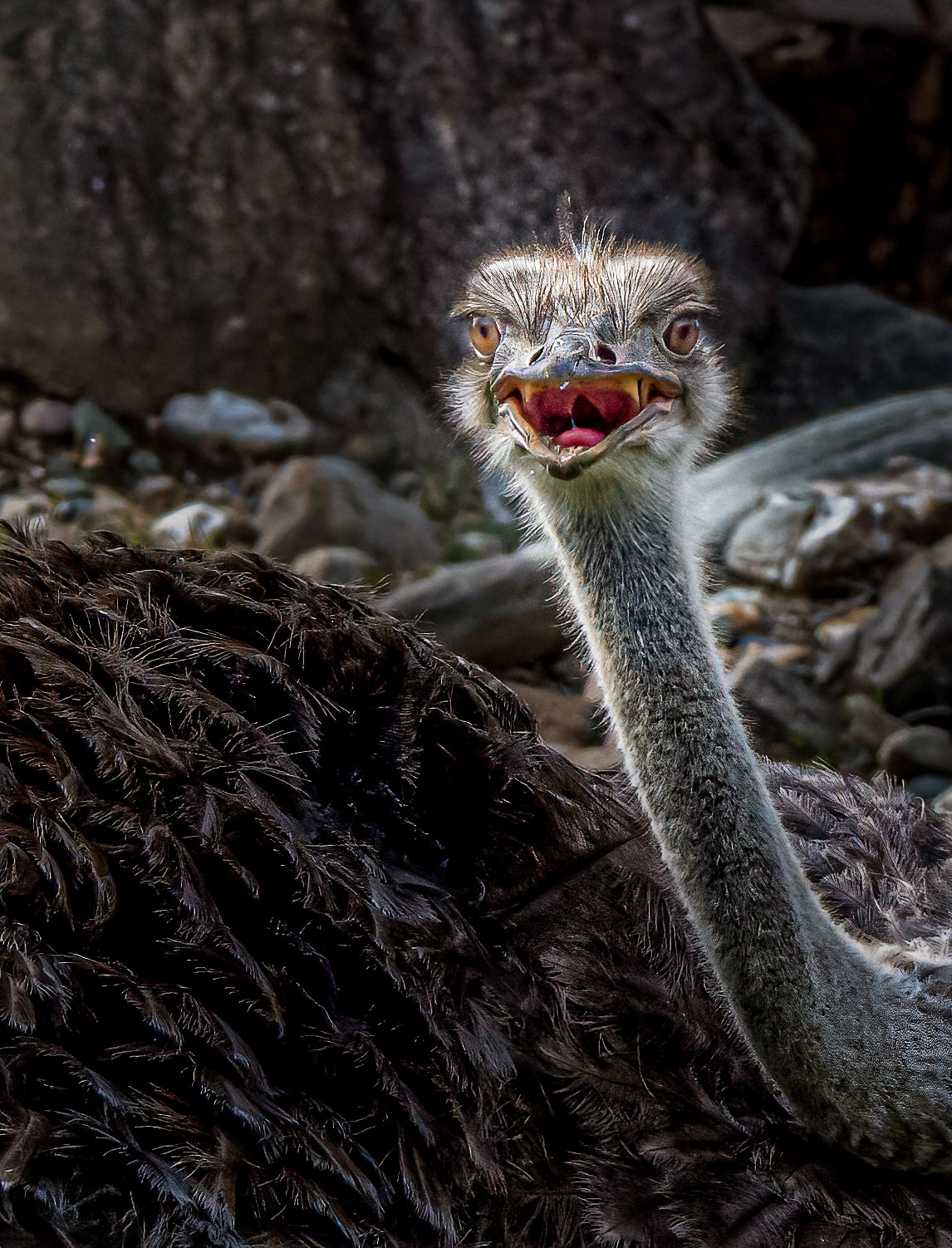 10439 Ostrich / Autruche  (Struthionidae)