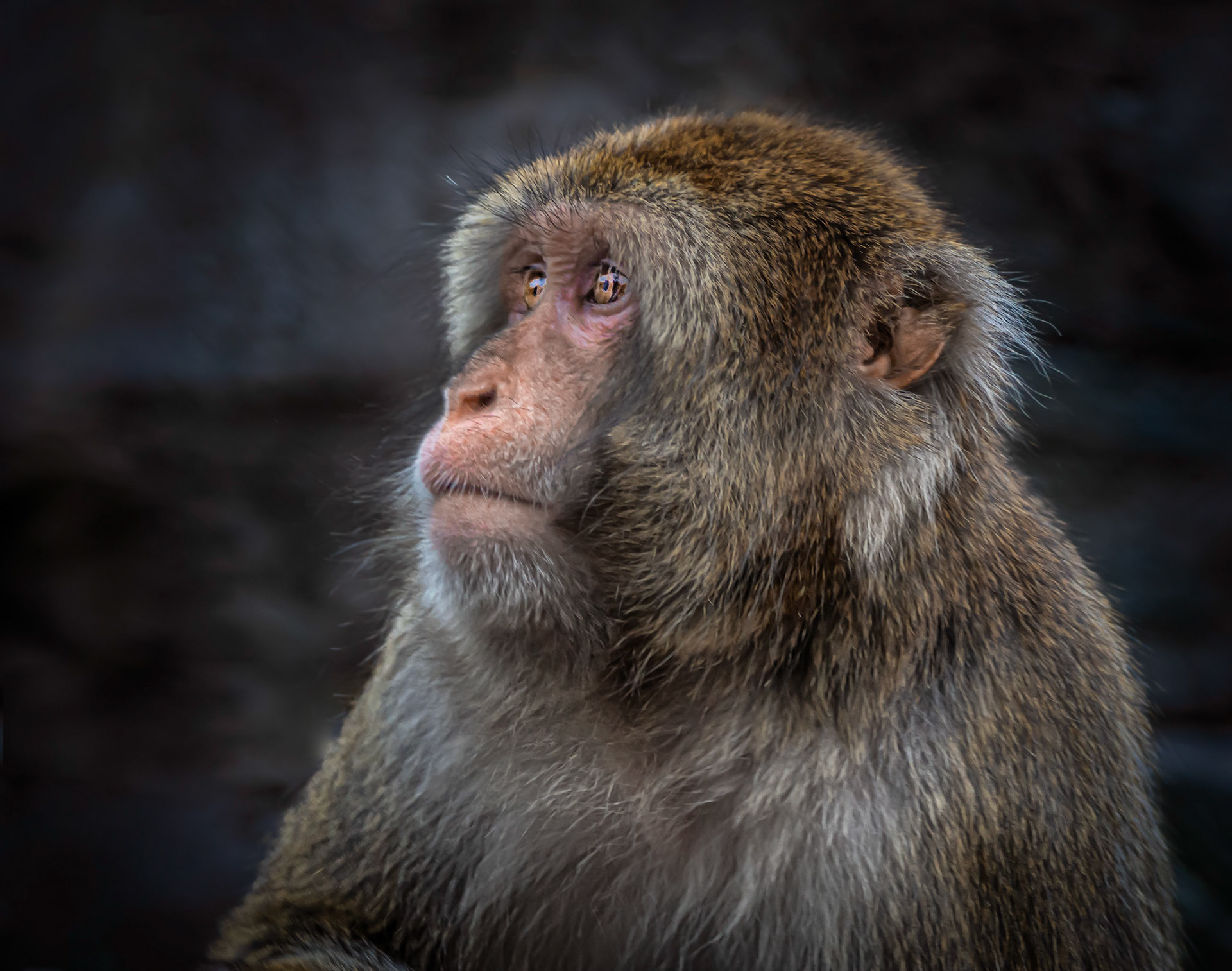 10453 Japanese Macaque (Asia) (Cercopithecidae)