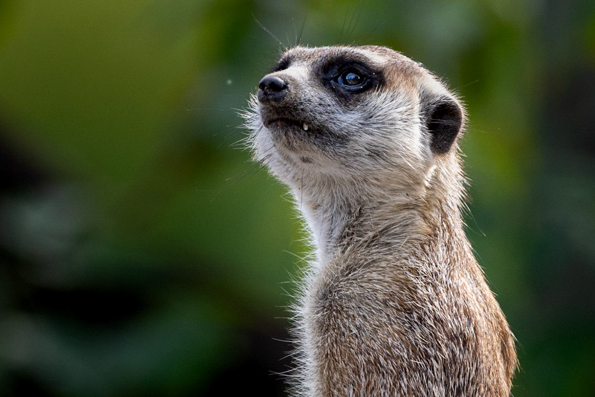 11164 / Meerkat / Suricate  (Suricata suricatta)
