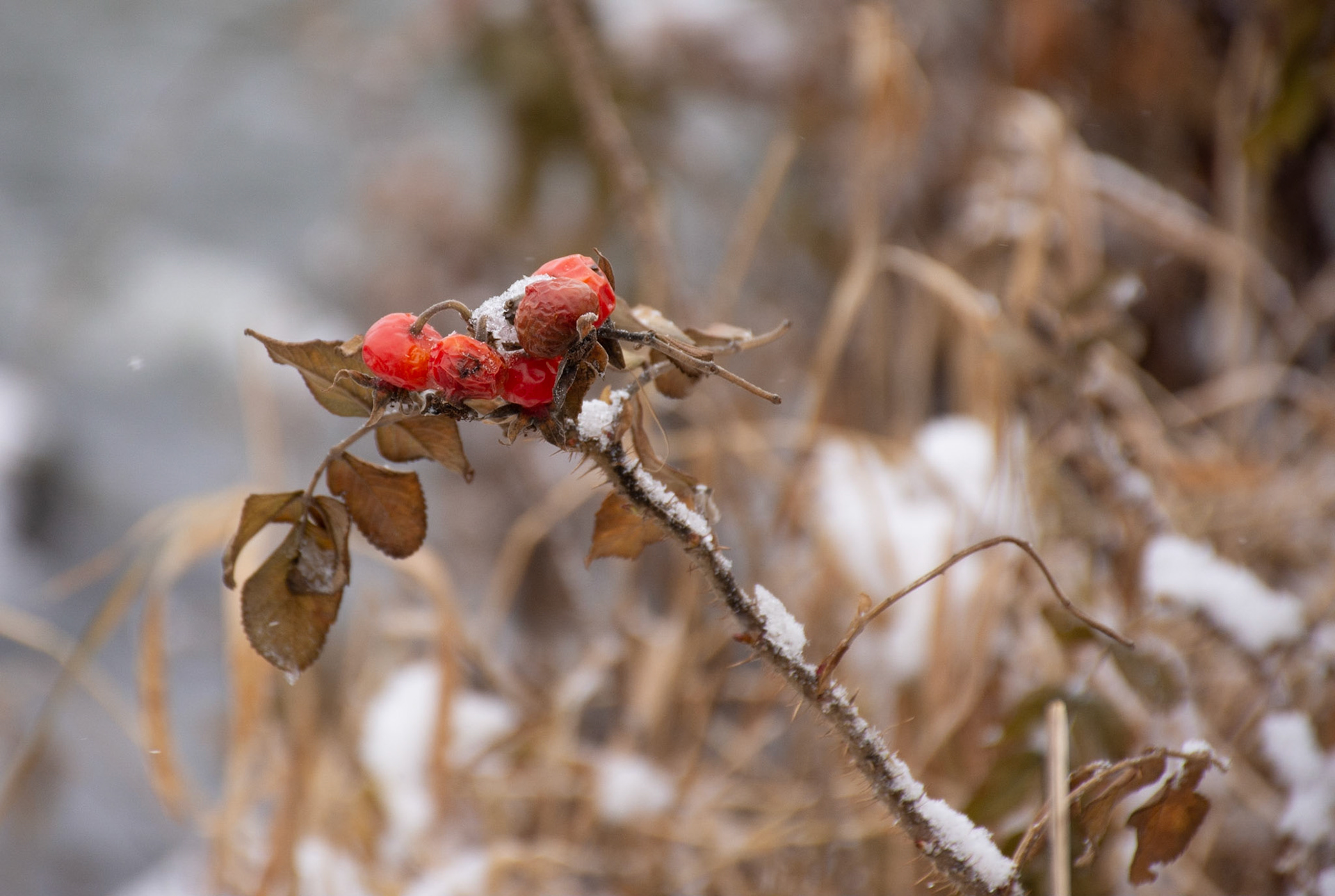 11089 Frozen Bird Feed 2