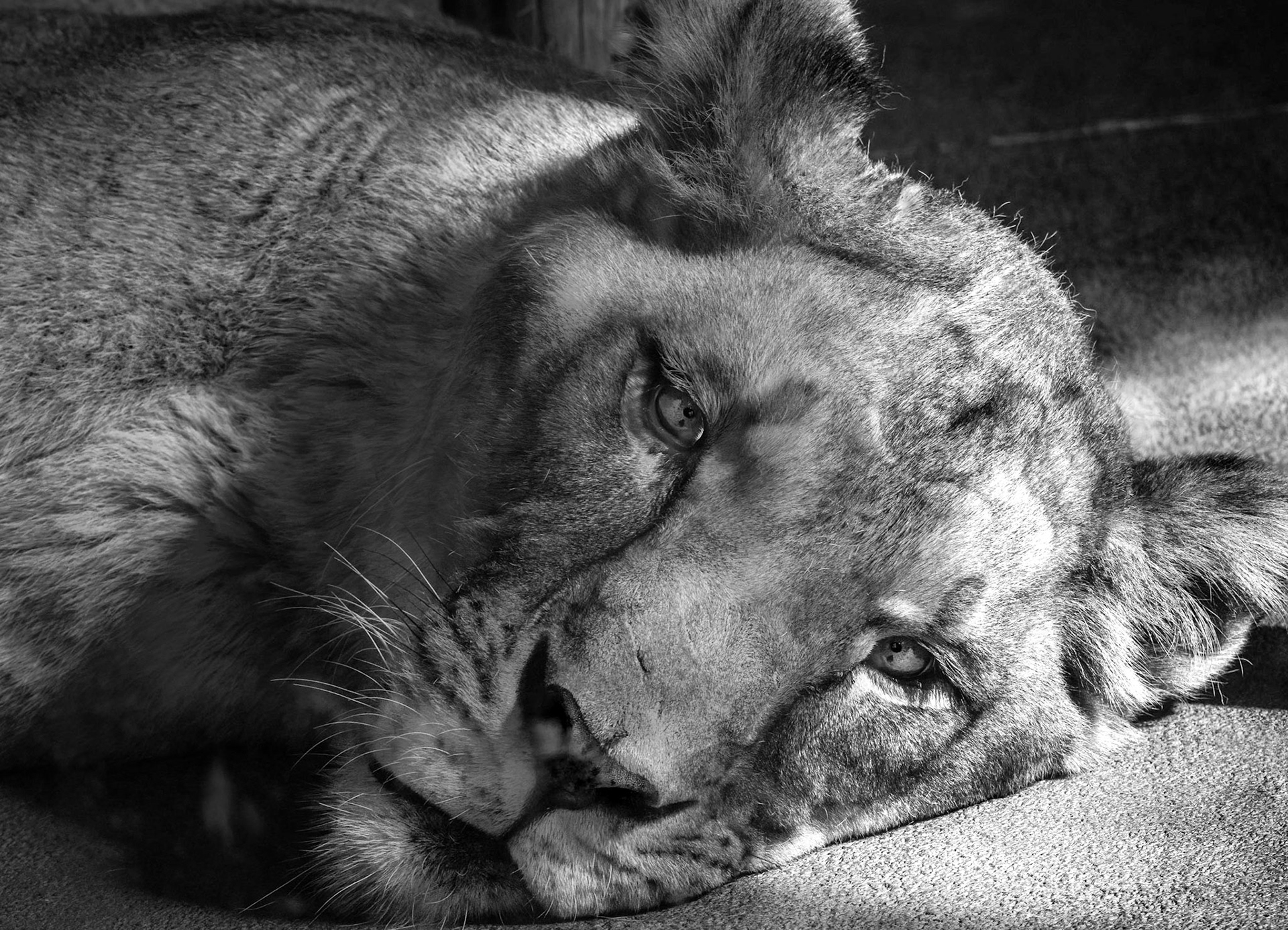 10426 Lady Lion African Lion (Africa) (Felidae)