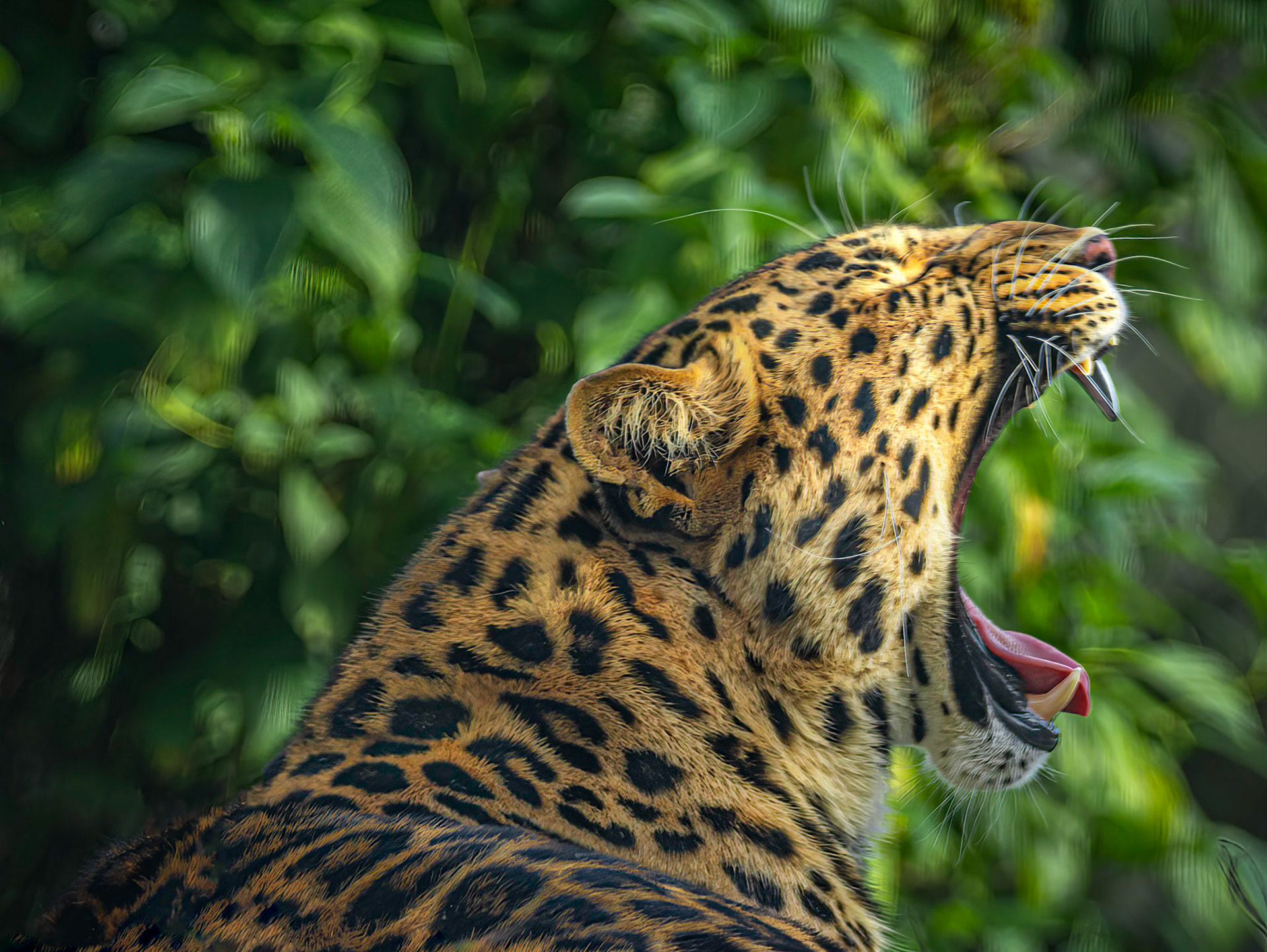 10457 Amur Tiger (Asia)  /Tigre de l'Amour (Felidae)