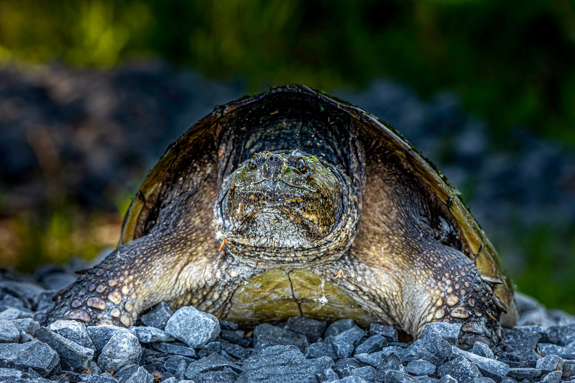 10580 Snapping Turtle / Tortue Serpentine (Serpentina)