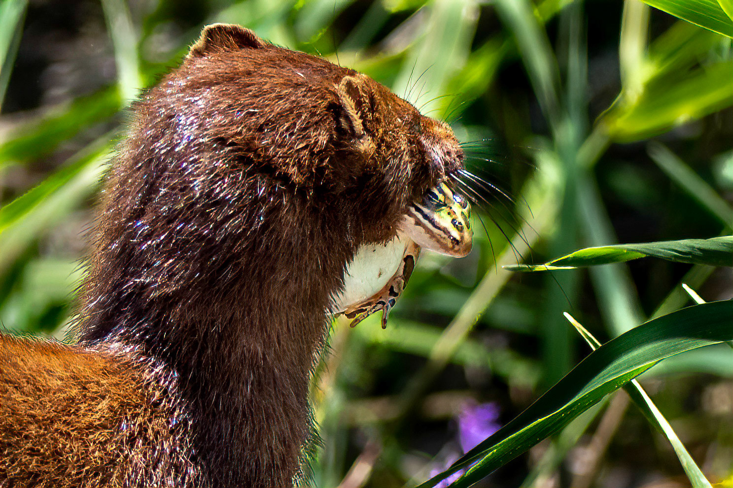 11167 European Mink / Vison d'Europe  (Mustela lutreola)