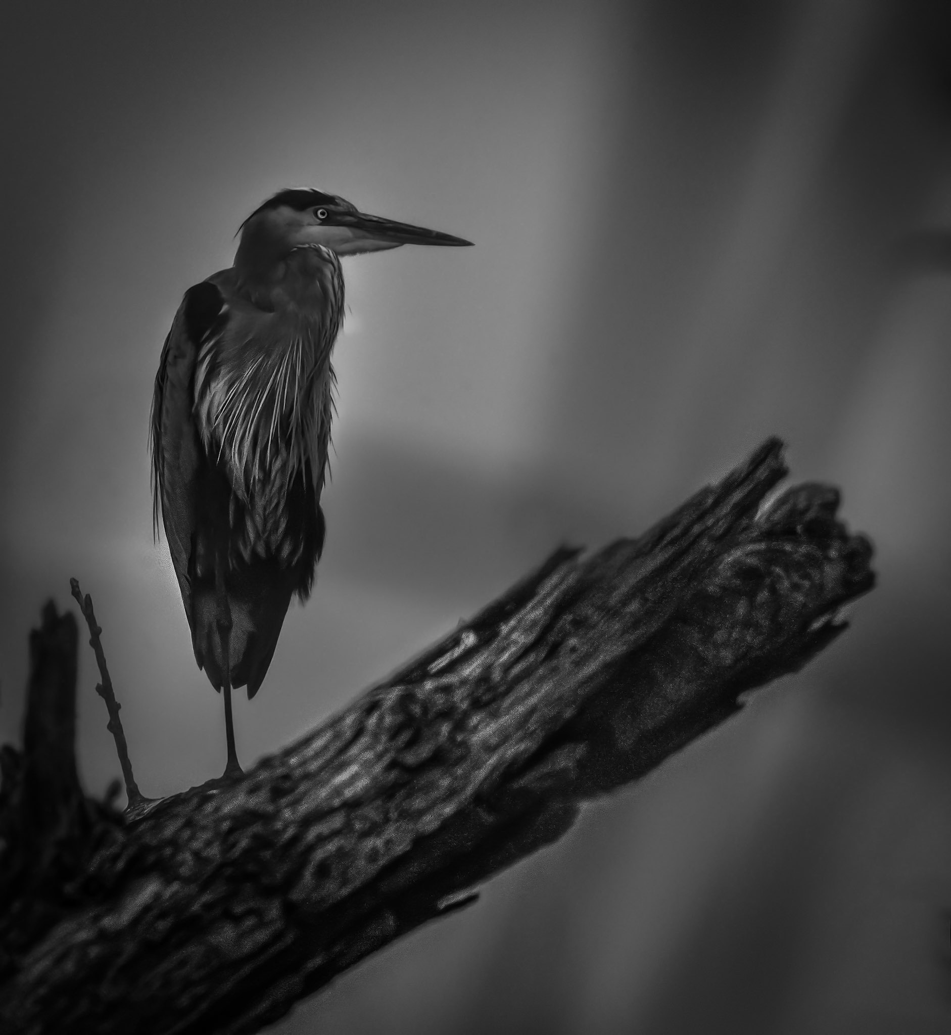 10757 Great Blue Heron 