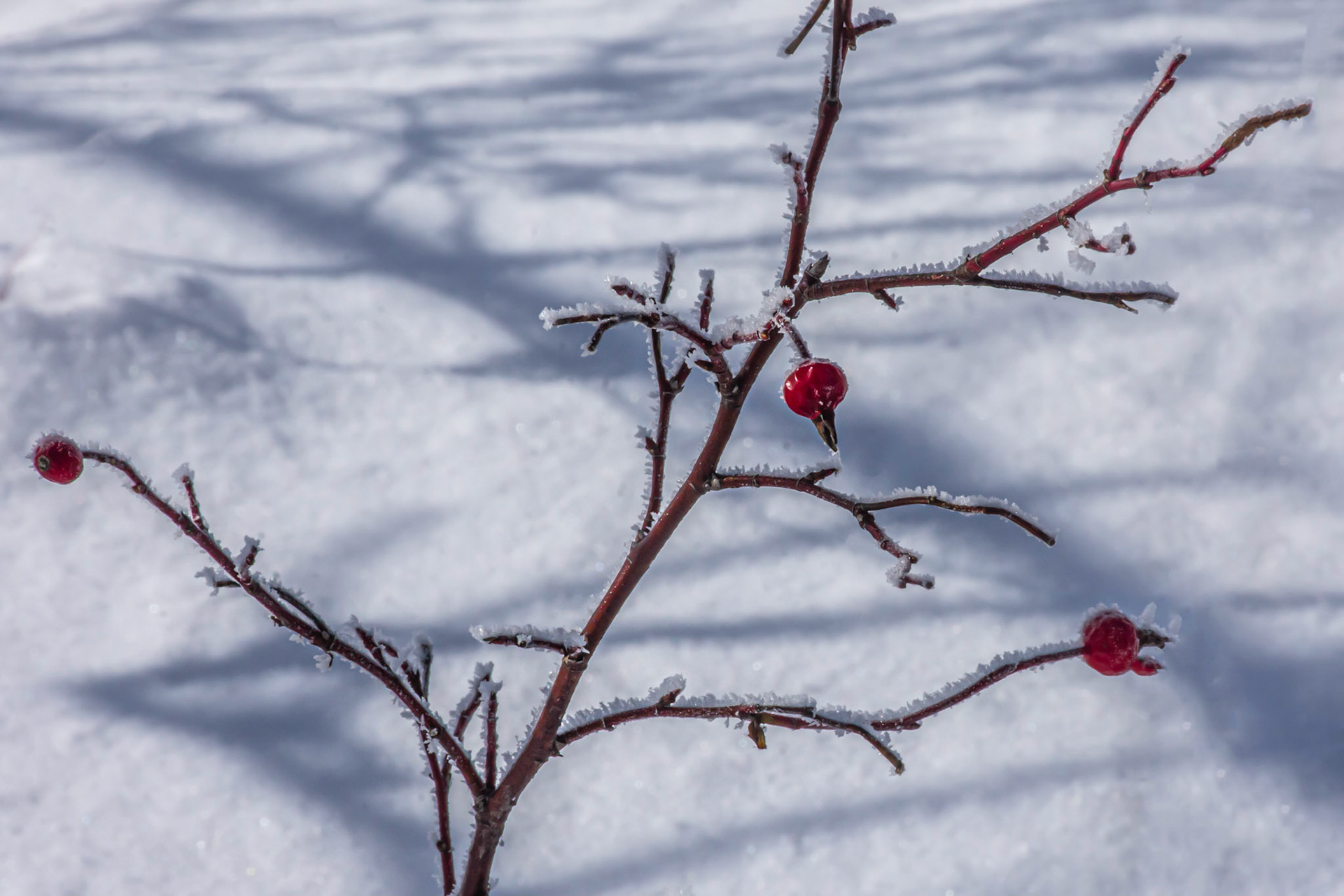 10606 Winter Bird Feed