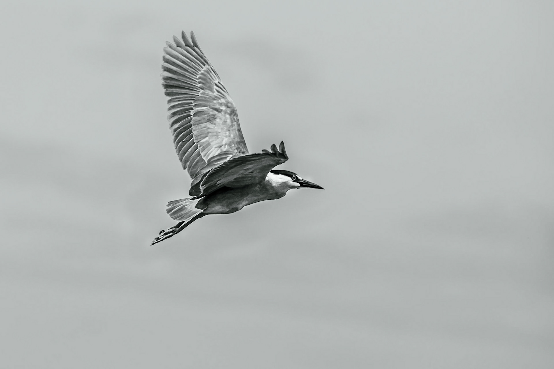 10701 Black Crowned night Heron