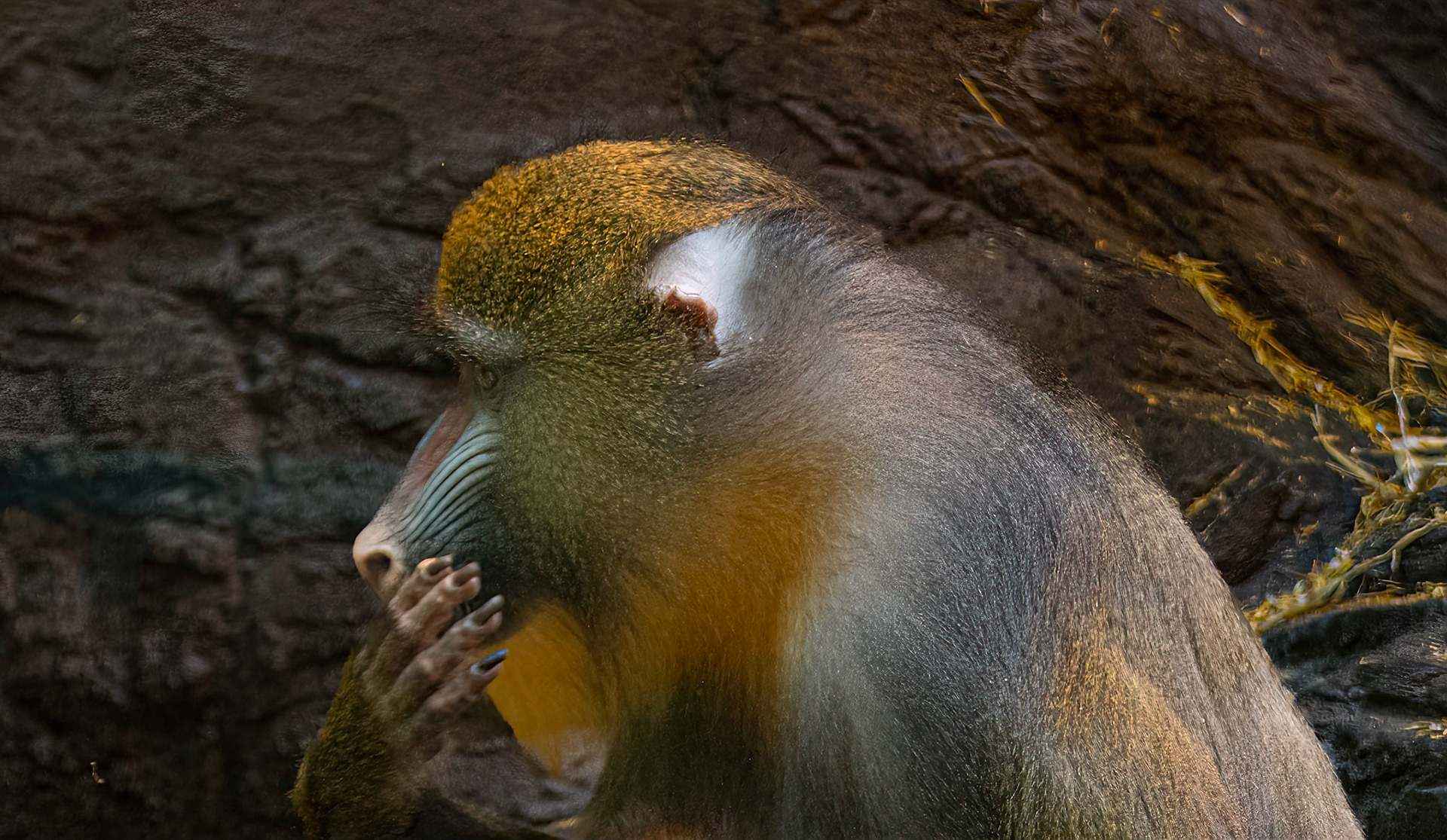 11275 Mandrill Monkey /Singe mandrill (Mandrillus sphinx)