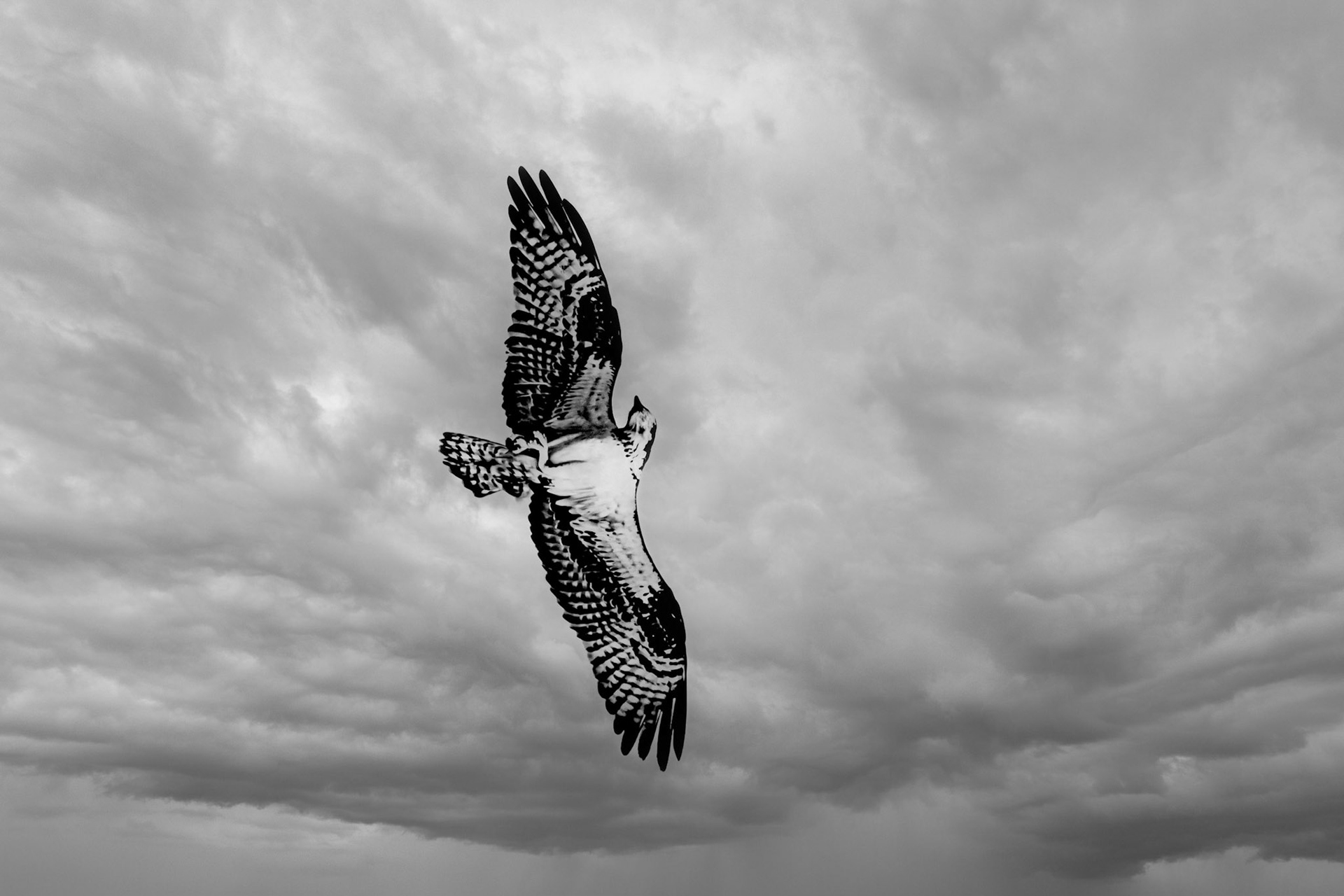 10752 Osprey (Pandion haliaetus)