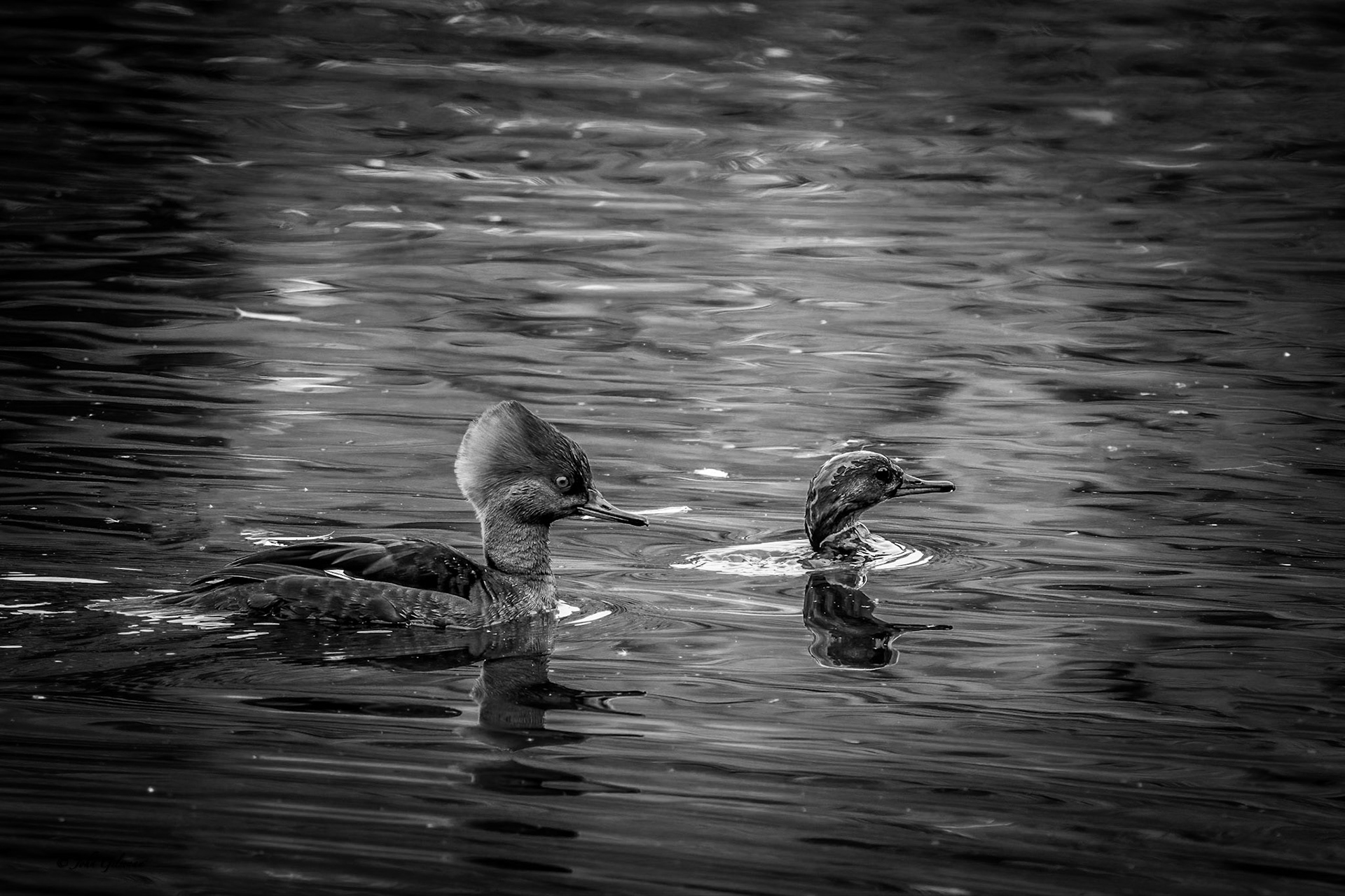 10875 Hooded Merganser (f)