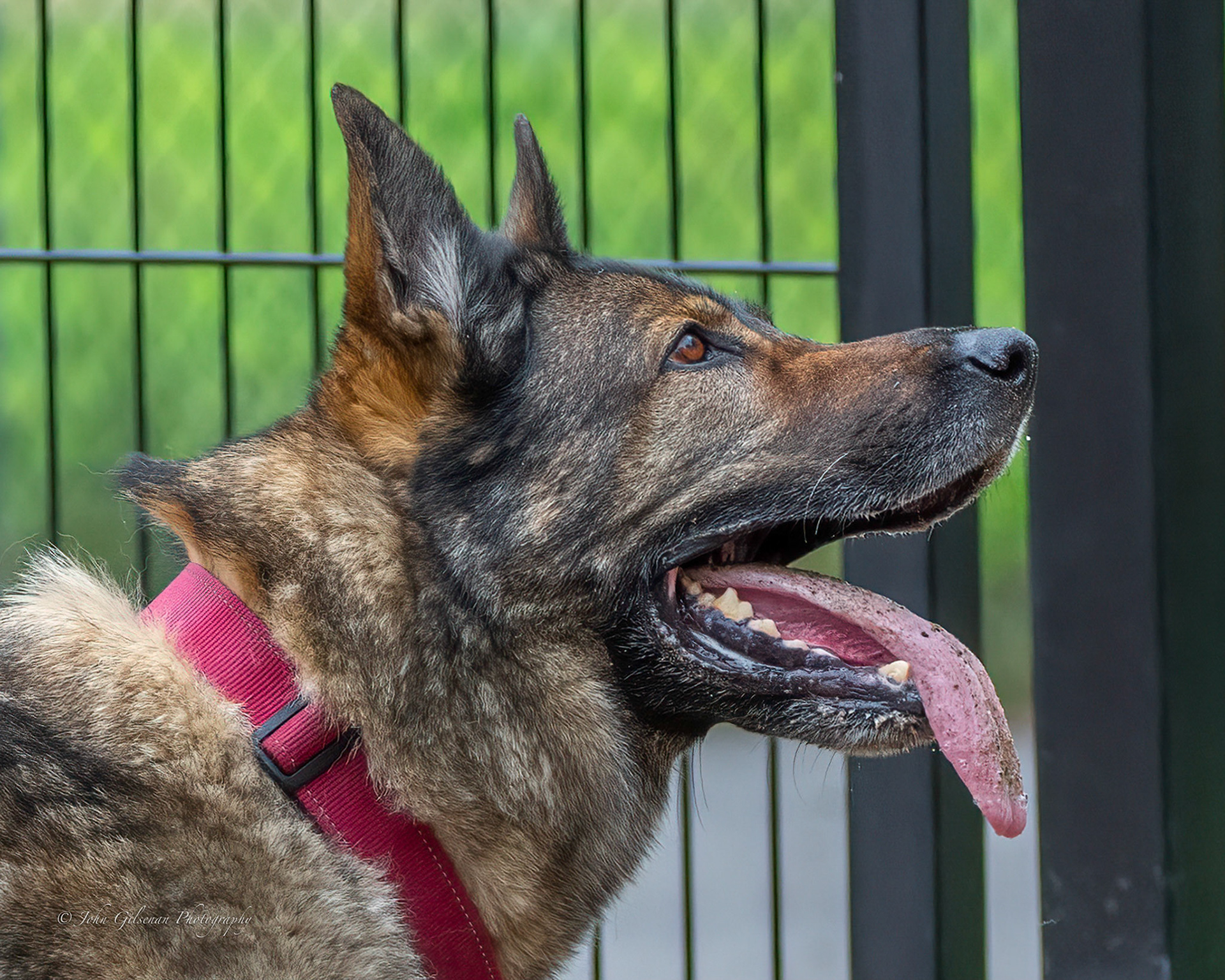 10121 German Shephard-5.jpg