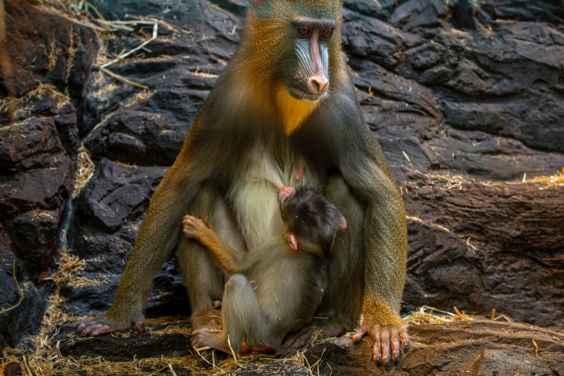 11532 Mandrill Monkey