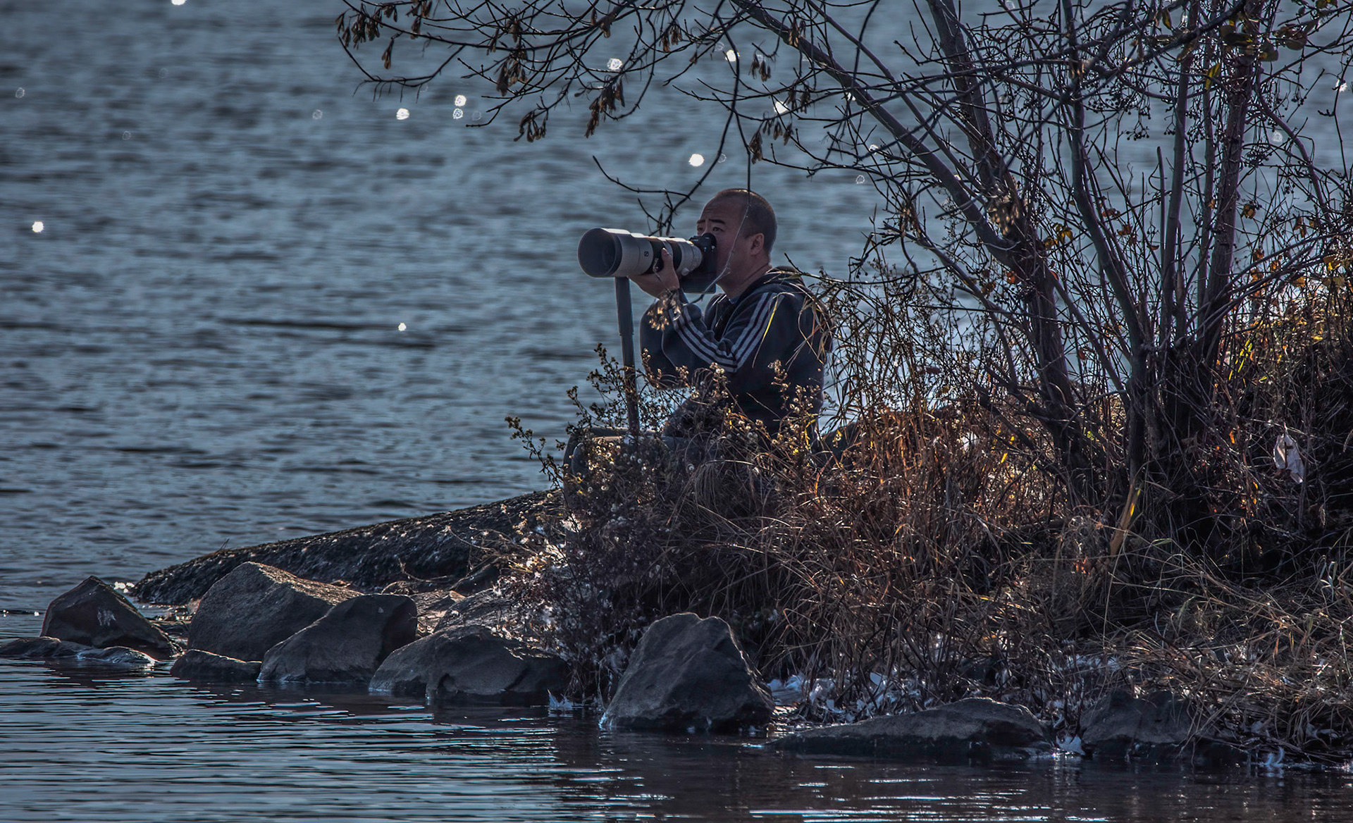 11126 Solitary Bird Picker