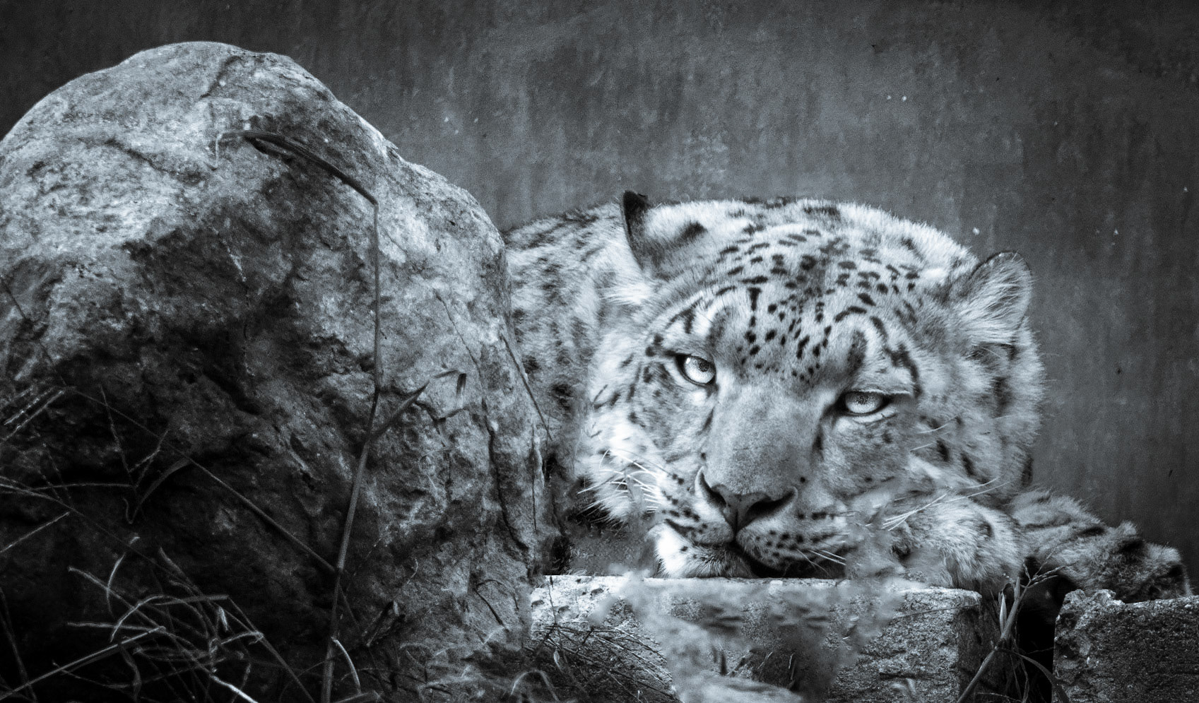 10433 Snow Leopard (Asia) / Léopard des neiges (Felidae)