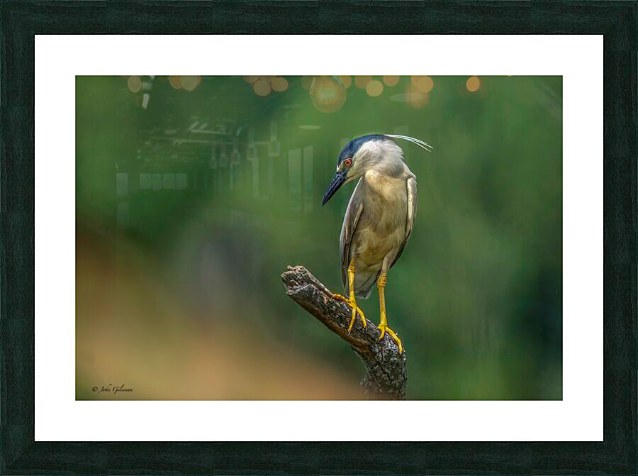 Standard Print 10699 Black Crown Night Heron