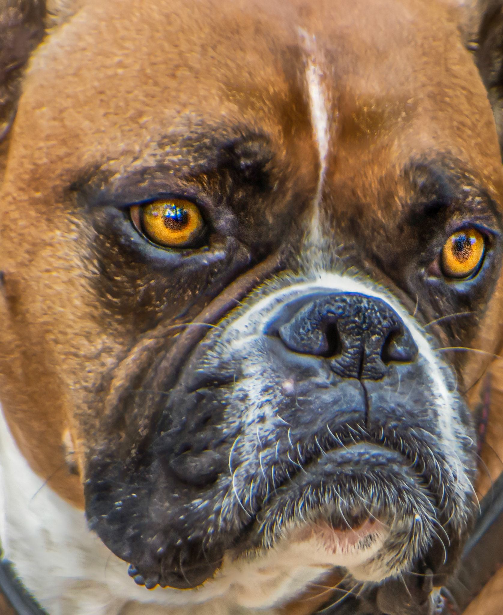 11268 Boxer / Boxeuse f / Boxeur m (Boxi)