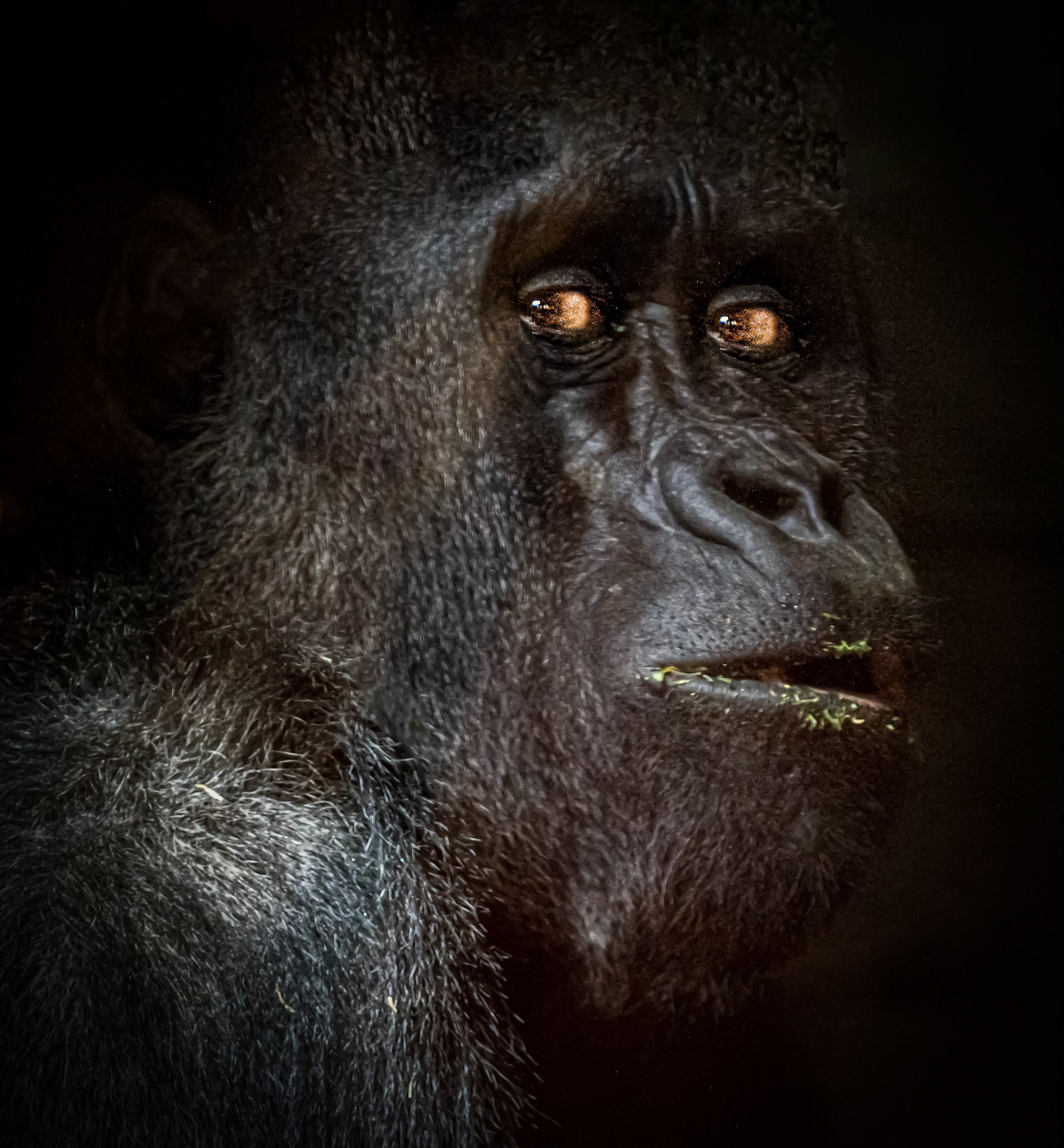 10444 Lowland Gorilla / Gorille des plaines / Gorillas