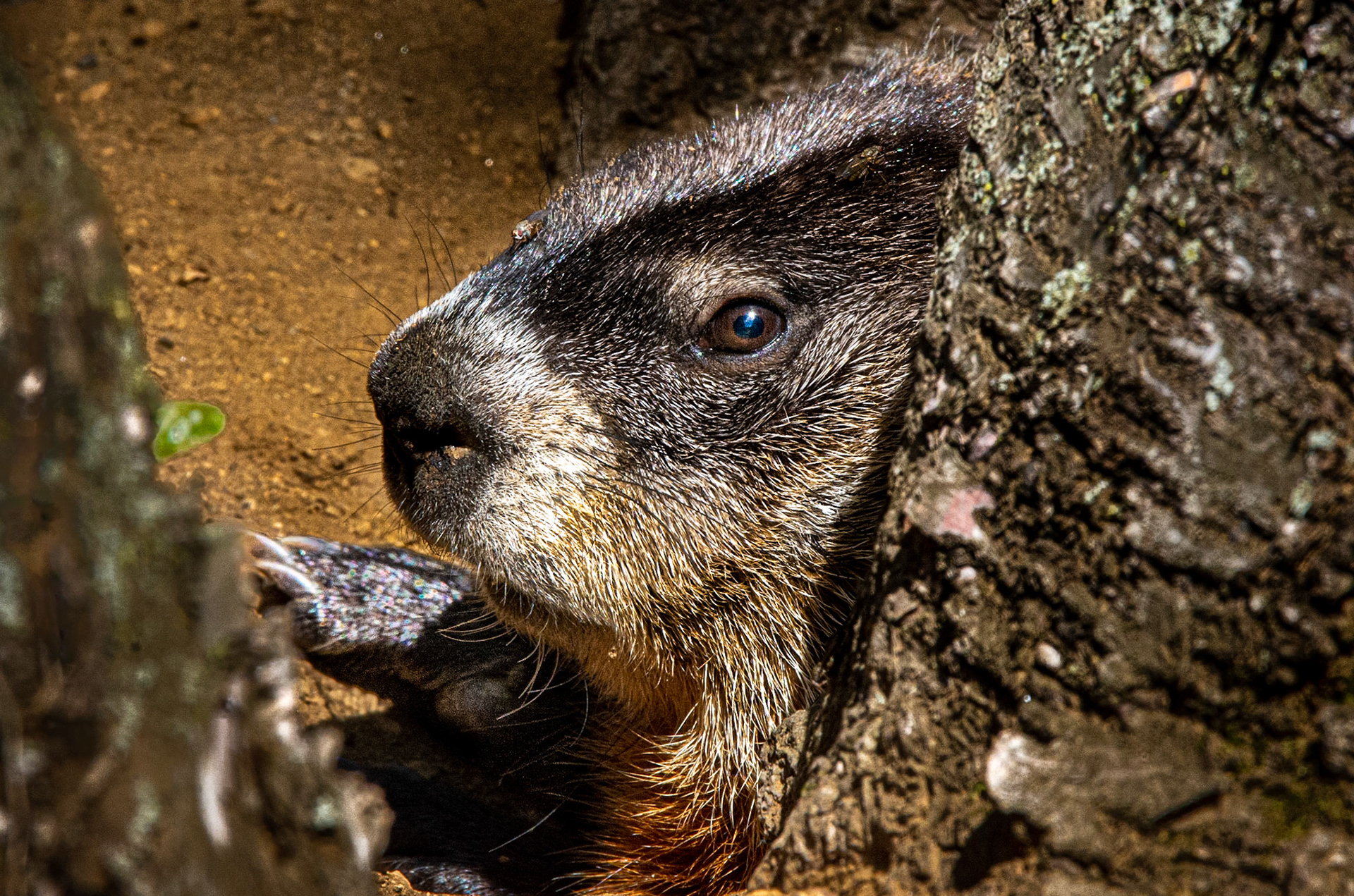 11166 Ground Hog/Marmotte/ Marmota / monax
