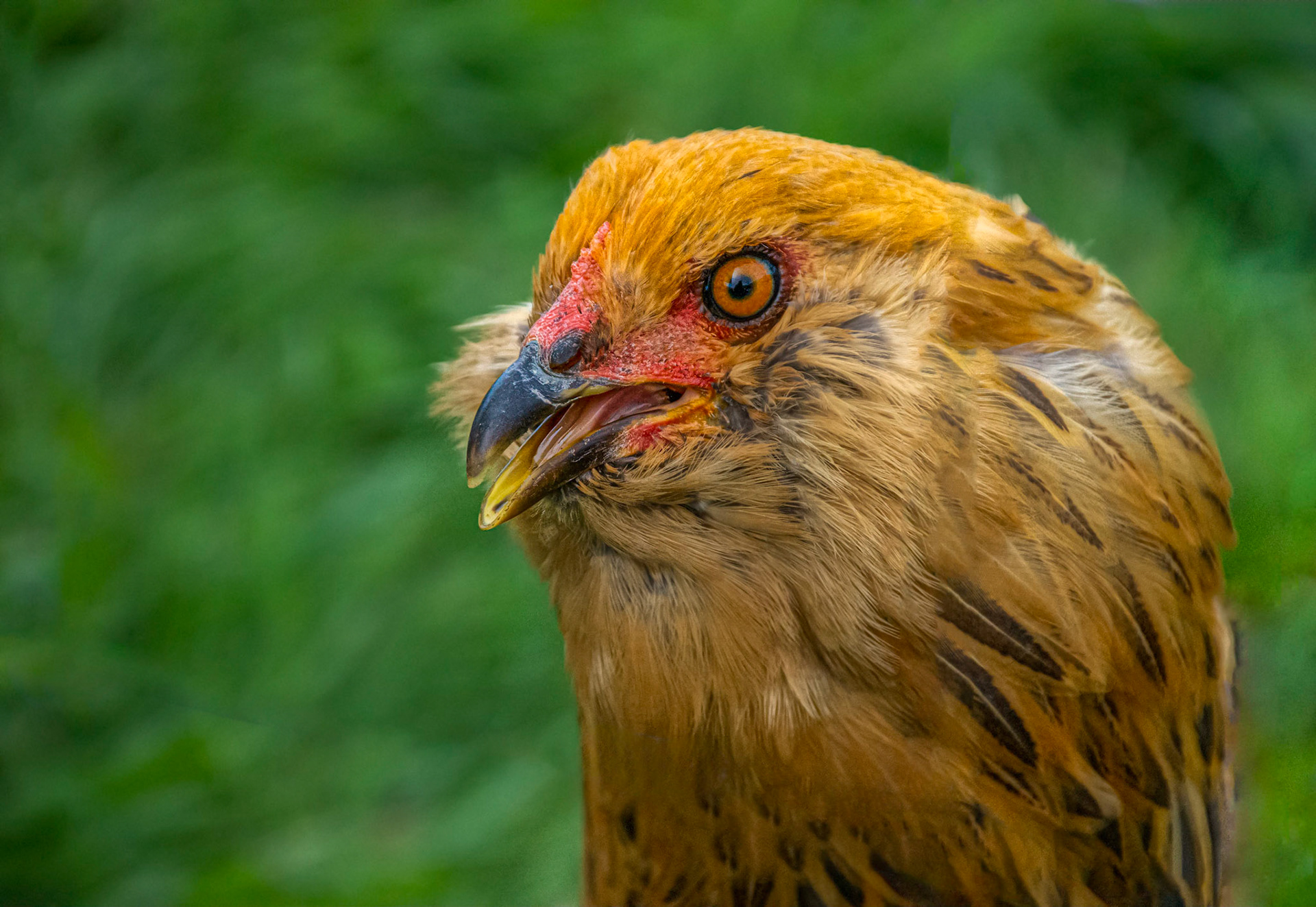 A real Cobra Chicken/ Poulet Cobre  11315 