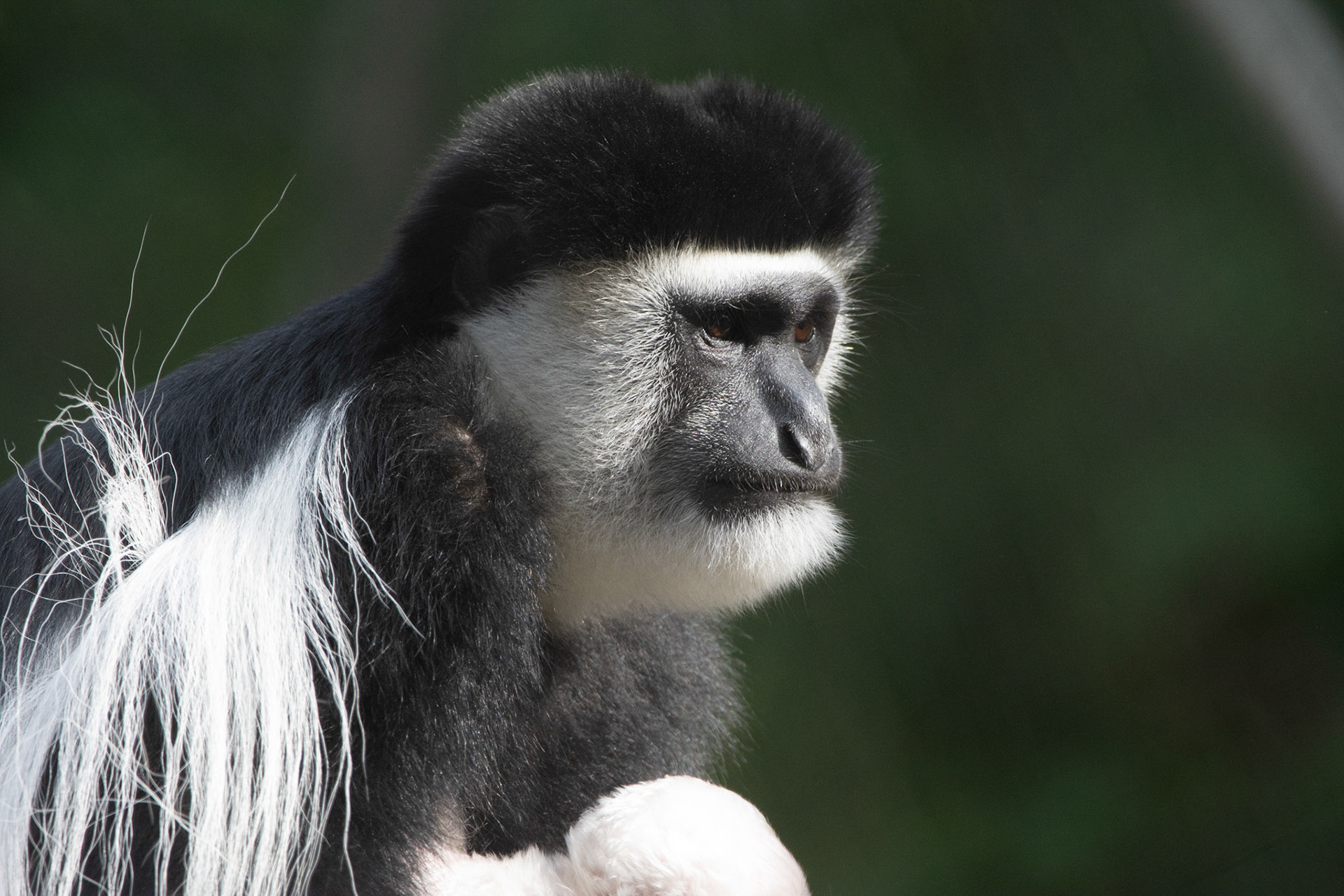 10432 Guereza Monkey (Africa) Singe Guereza (Colobus guereza)