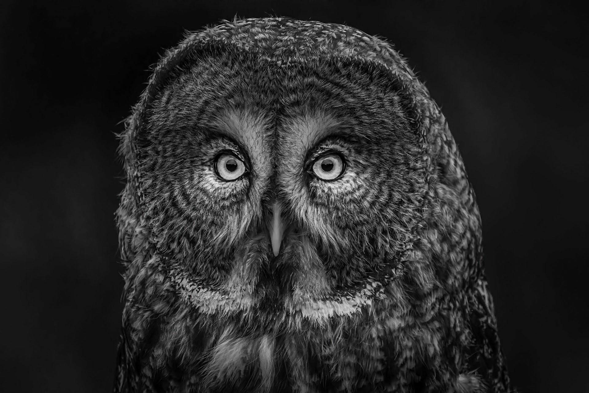 10686 Gray Owl (Strix neblosa)