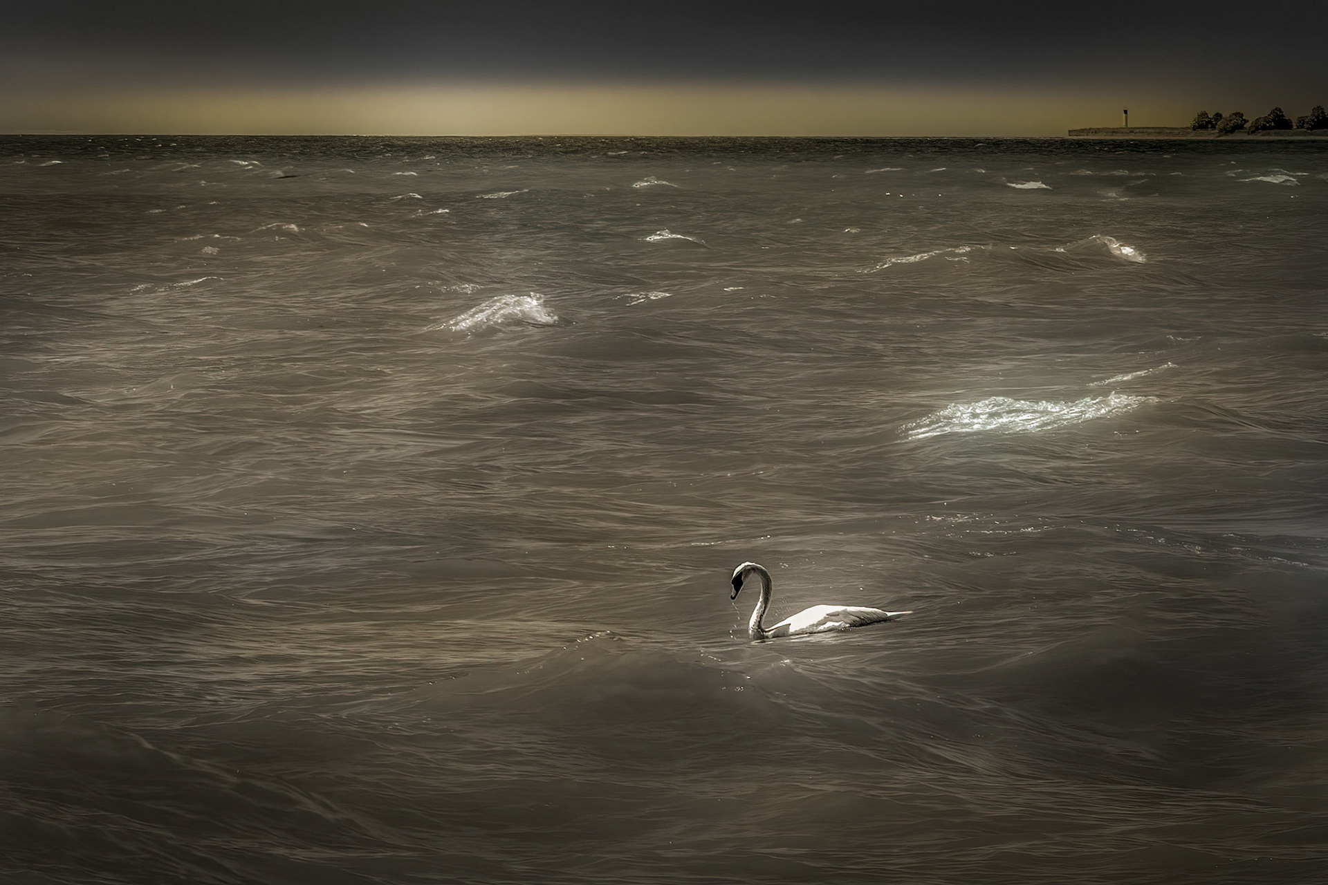 11361 Mute Swan Price Edward County _DOC6446-Edit-Edit-Edit.tif