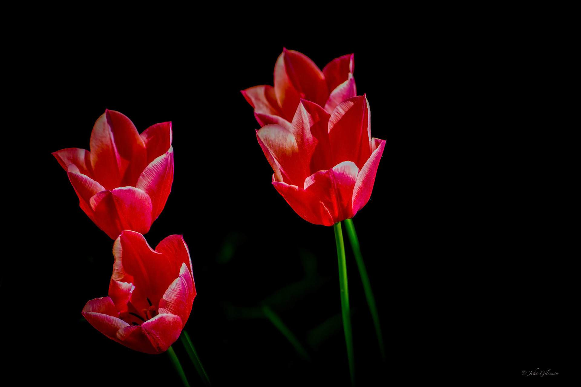 10058 Tulips 2