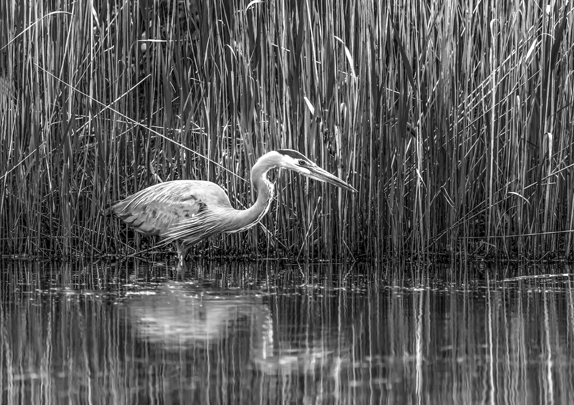 10673 Great Blue Heron