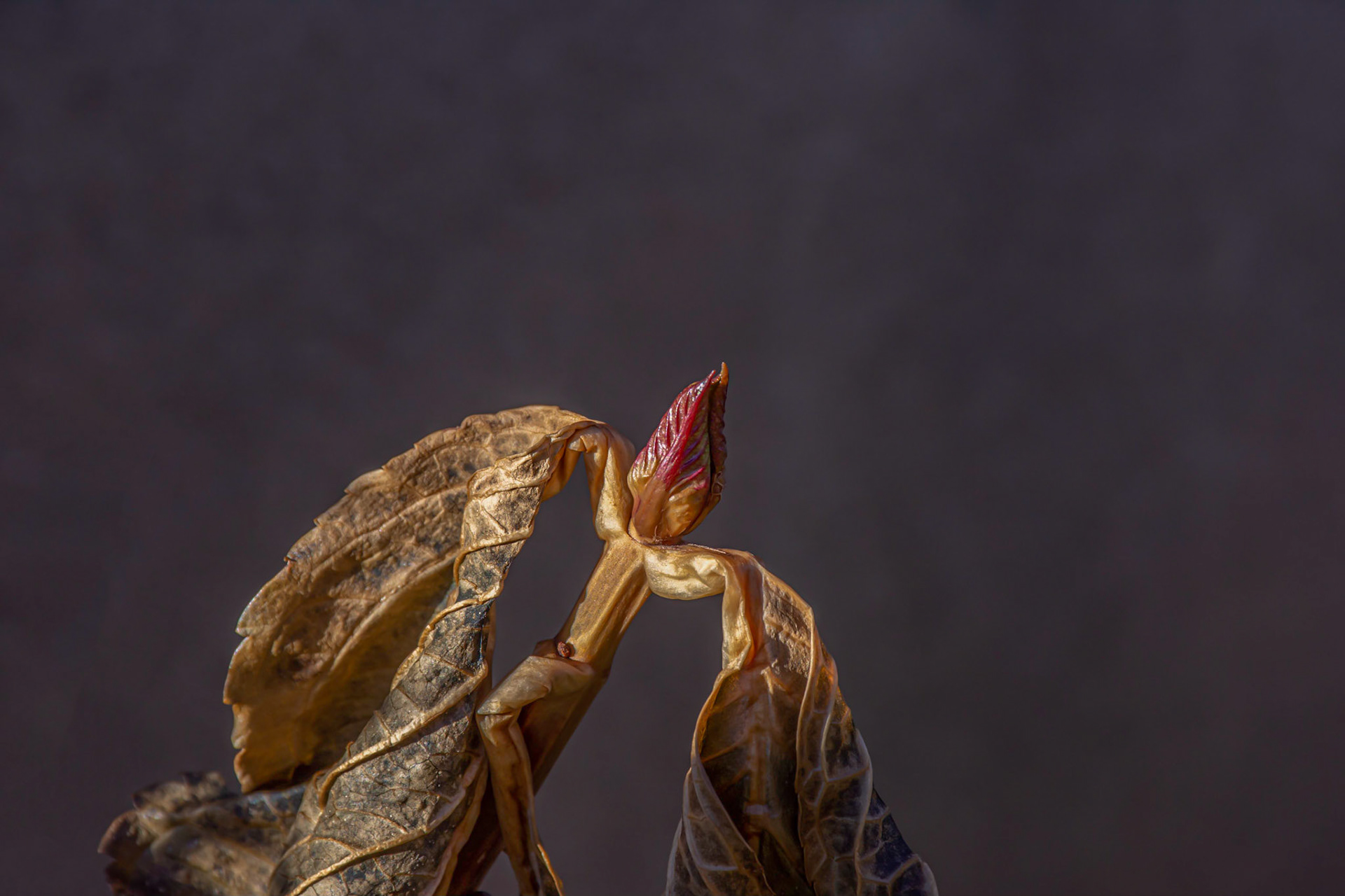 11056 Fruit de la Morelle douce-amère