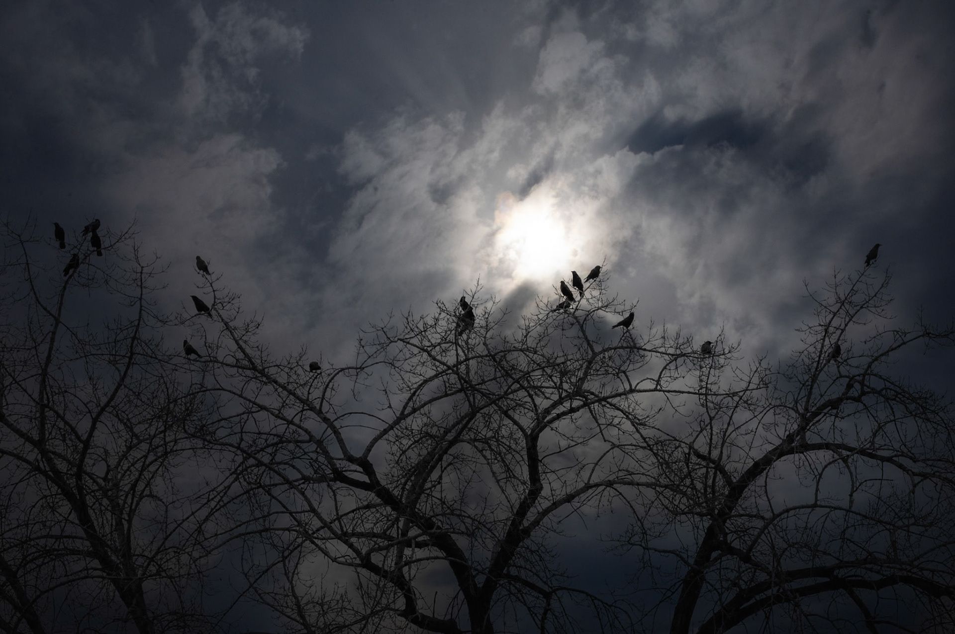 11428 Bessborough Morning 