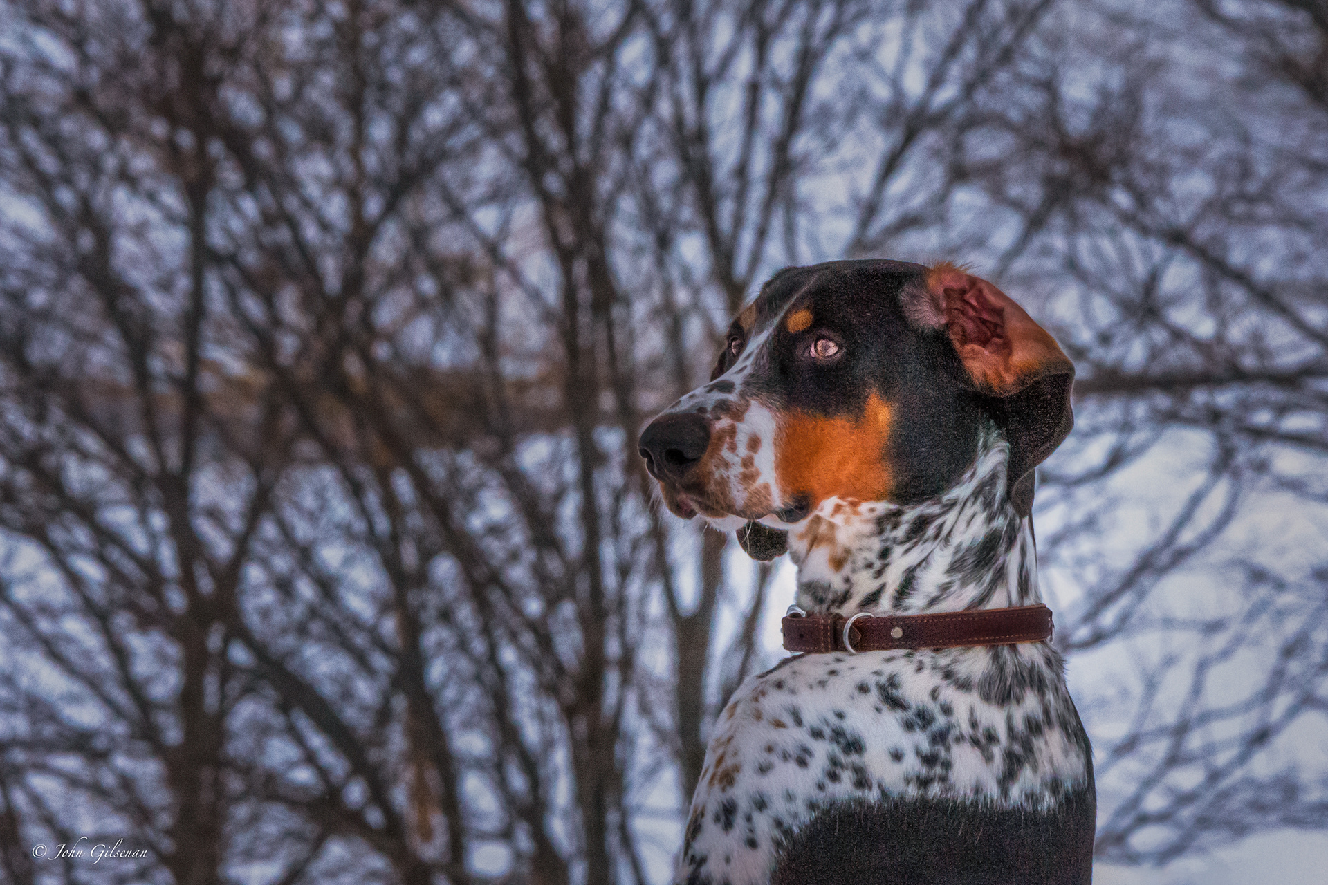 11314 German Short Hair