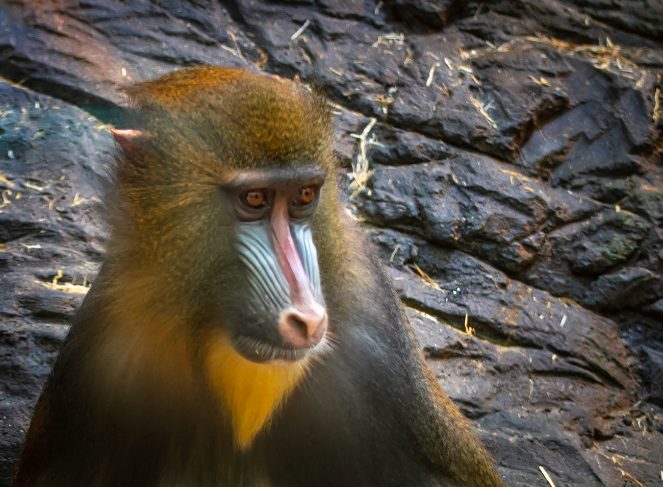 11165Mandrill Monkey /Singe mandrill (Mandrillus sphinx)