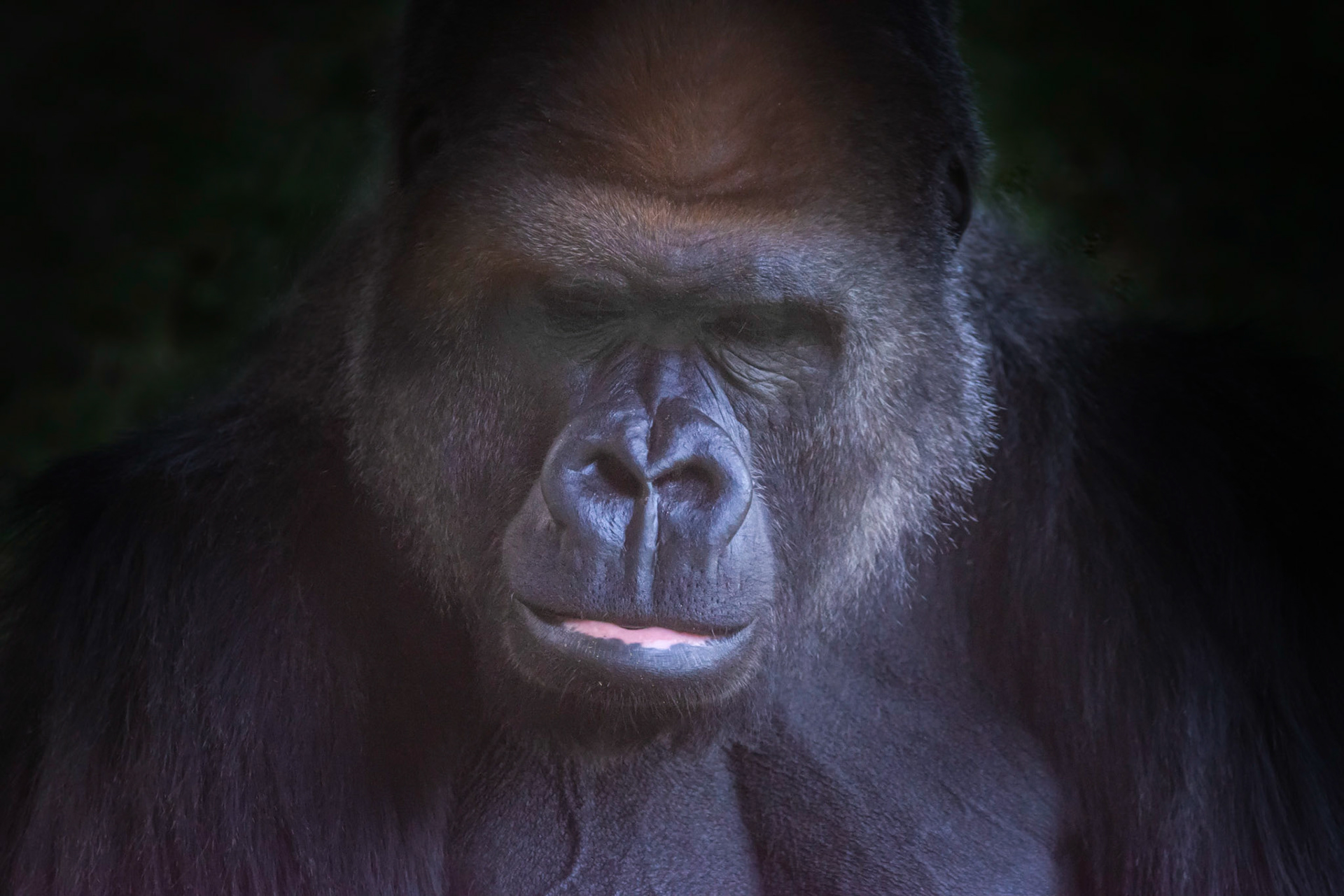 10441 Lowland Gorilla / Gorille des plaines / Gorillas
