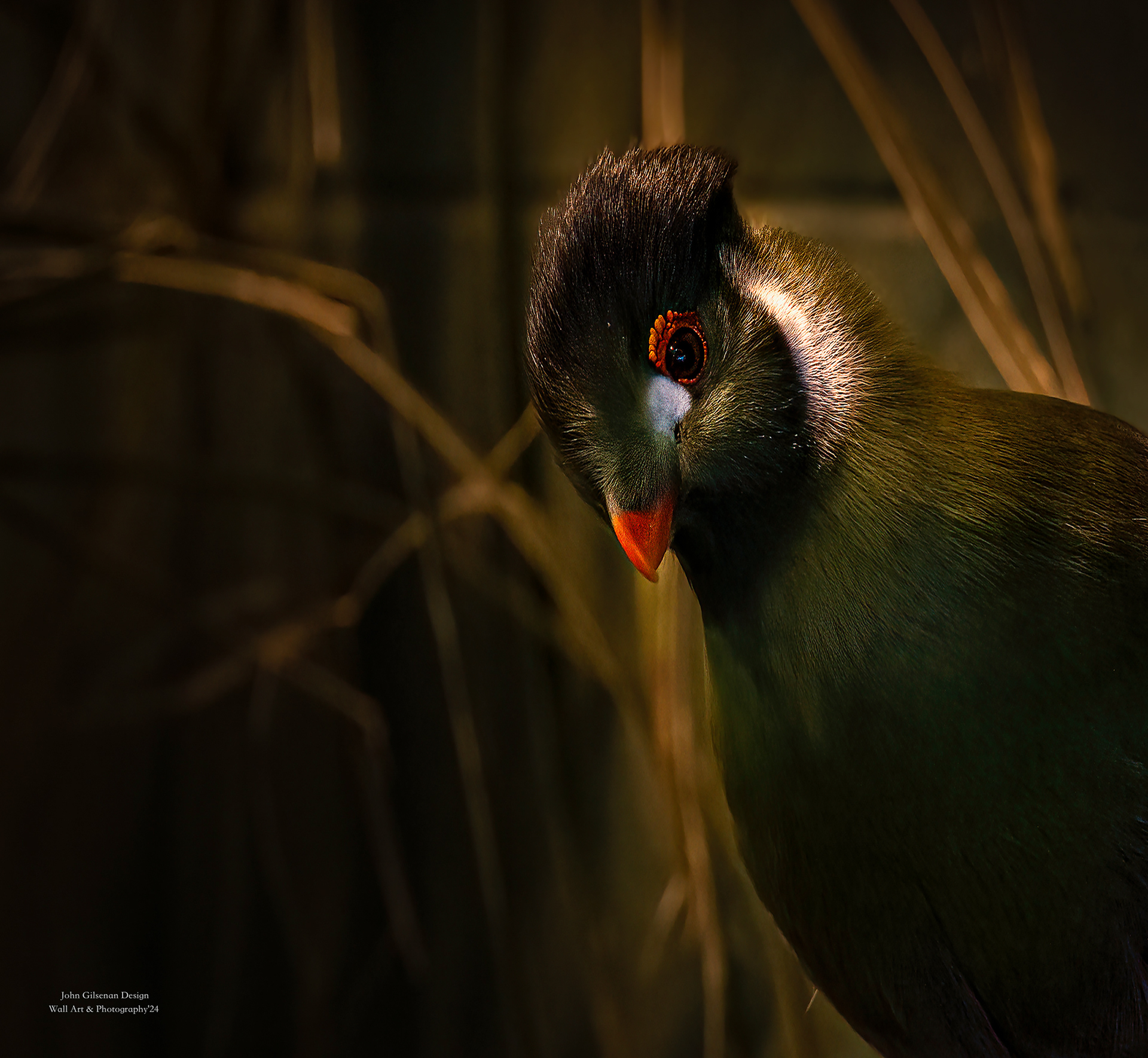 10427 White Cheeked Turaco