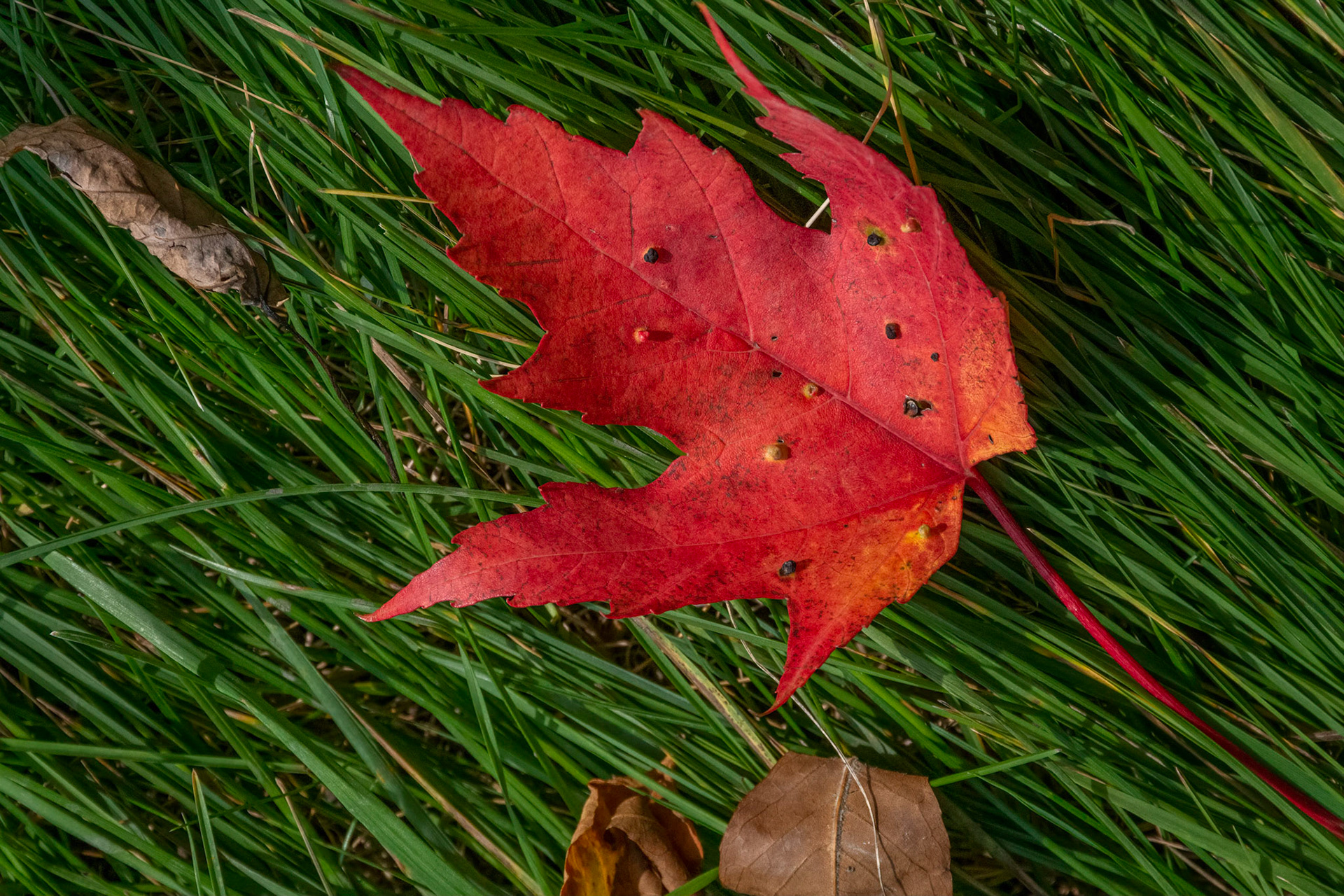 11086 Maple Leaf 2