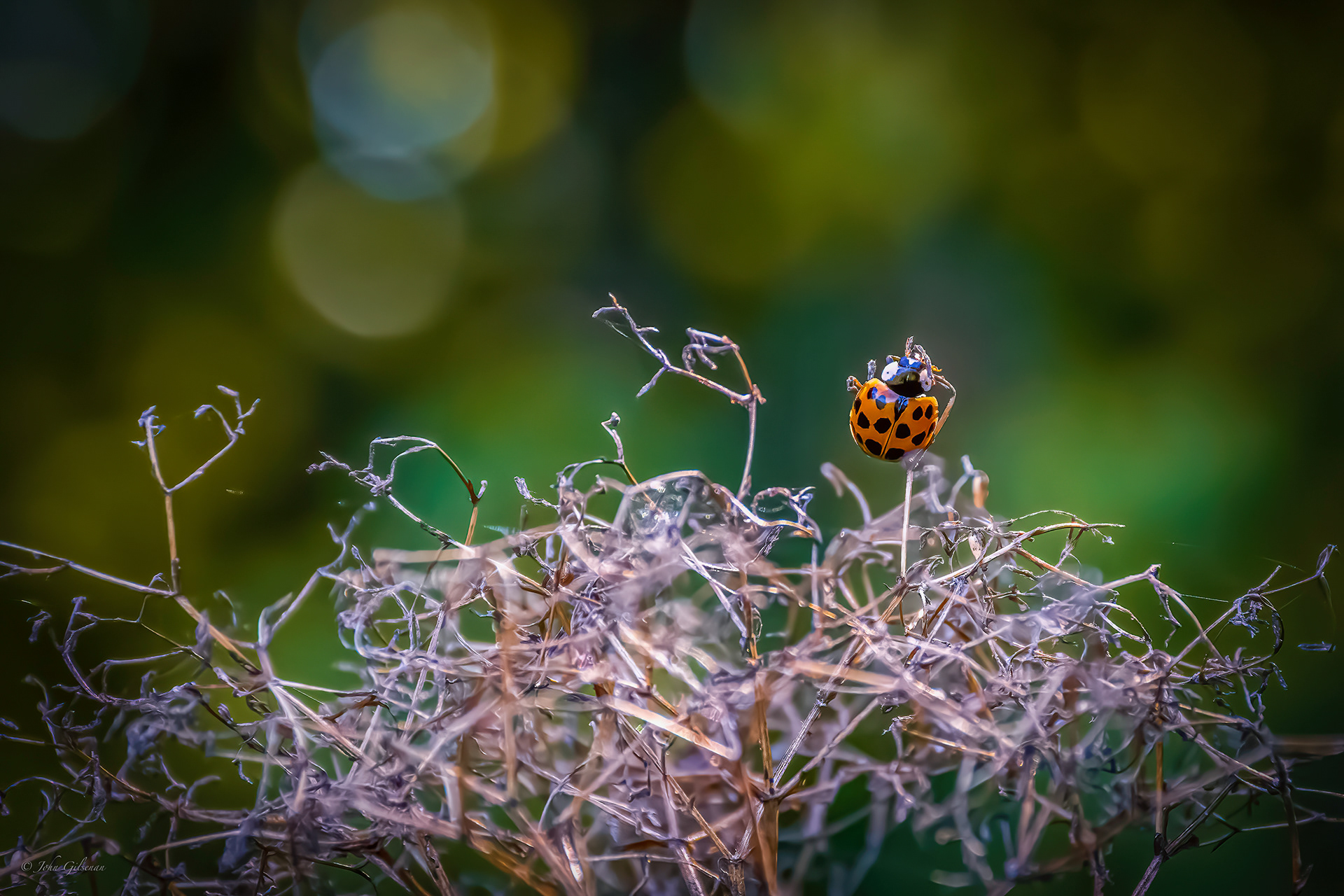 10860 Ladybird beetle (Coccinellidae)