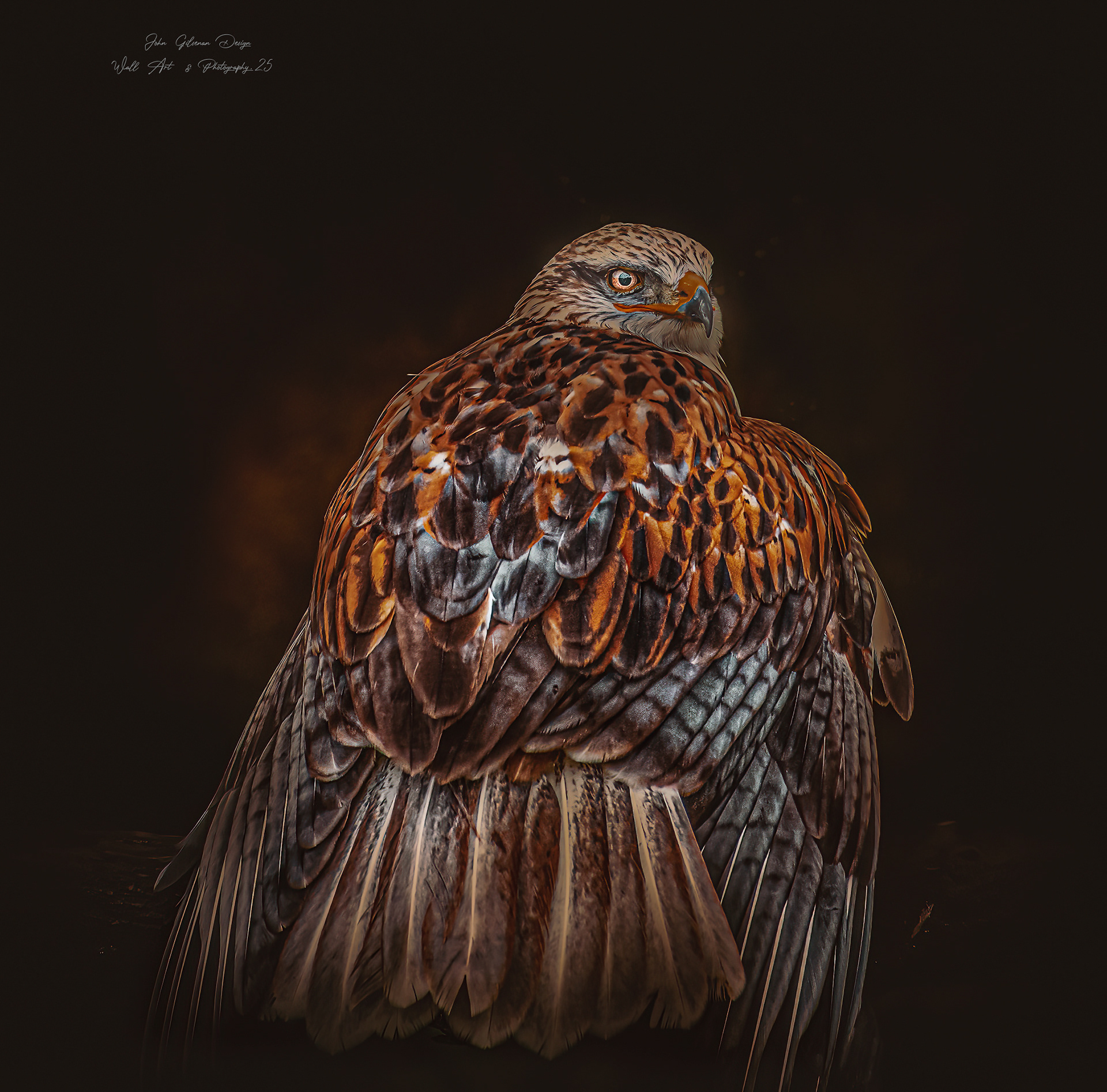 10870 Gyrfalcon (Falco rusticolus)