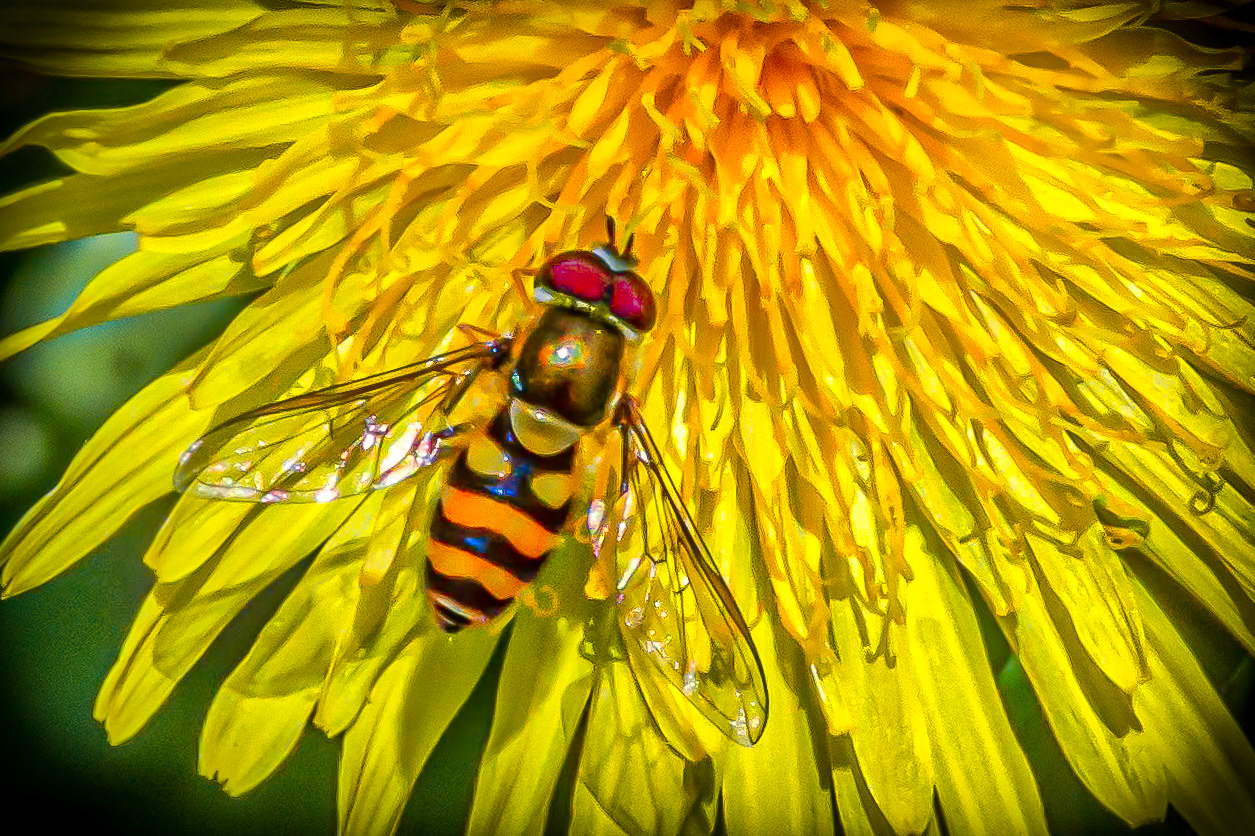 11170 Bee Kool !!