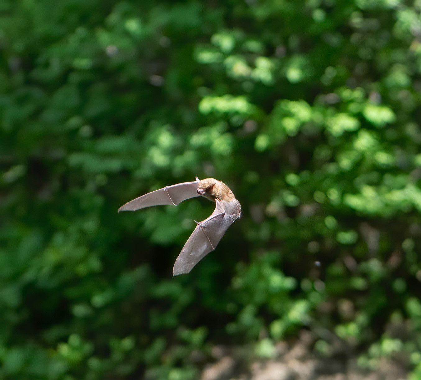 10196 Red Bat /Chauve-souris rouge de l'Est Lasiurus borealis)
