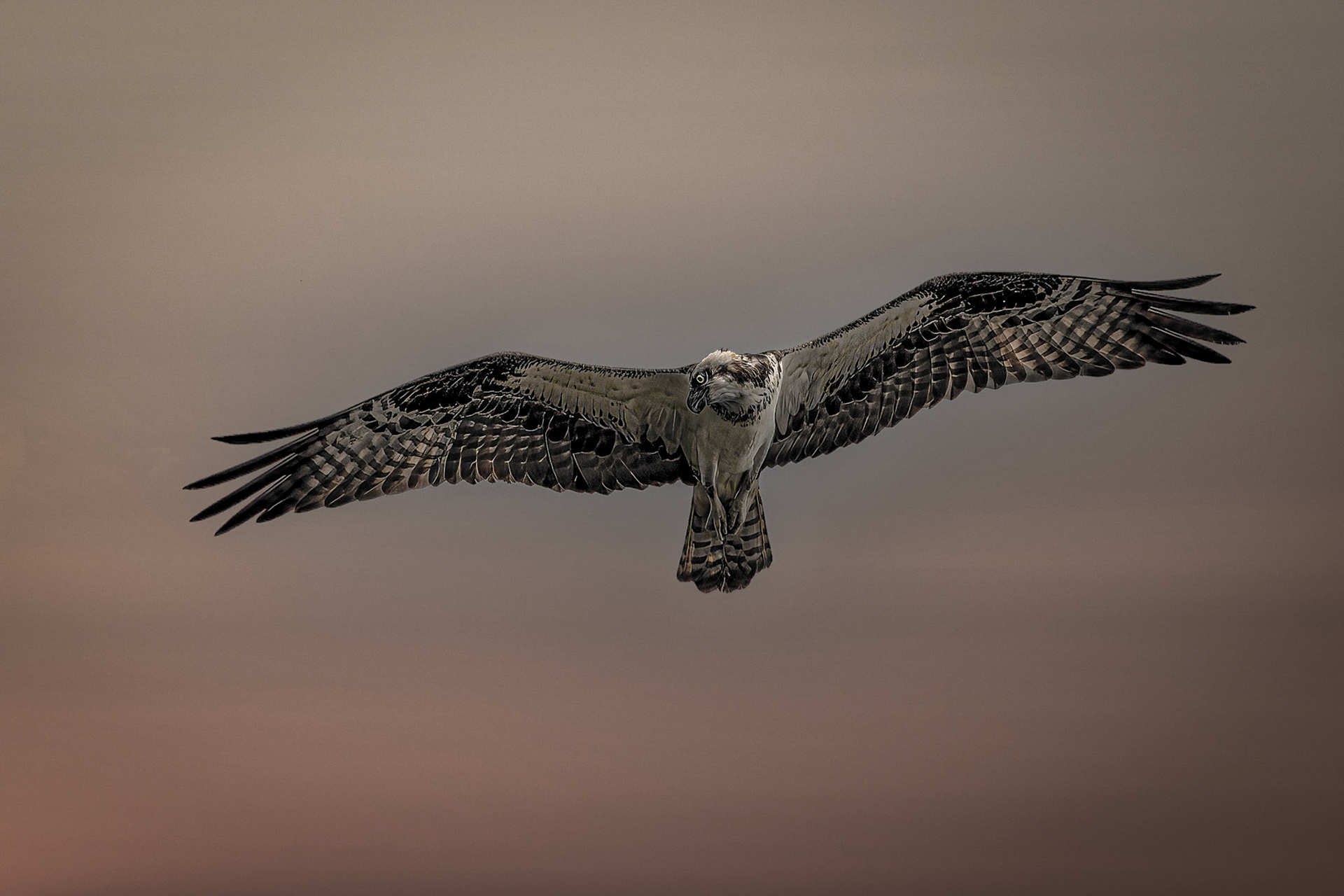 10379 Osprey on the Move.....